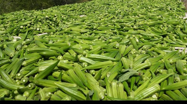 Okra Farms's image