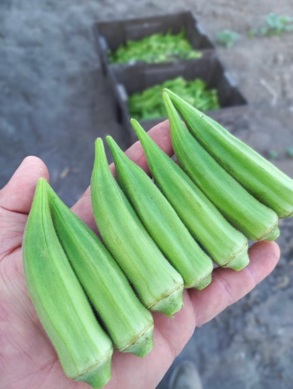 Okra Farms's image