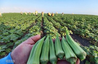 Okra Farms's image