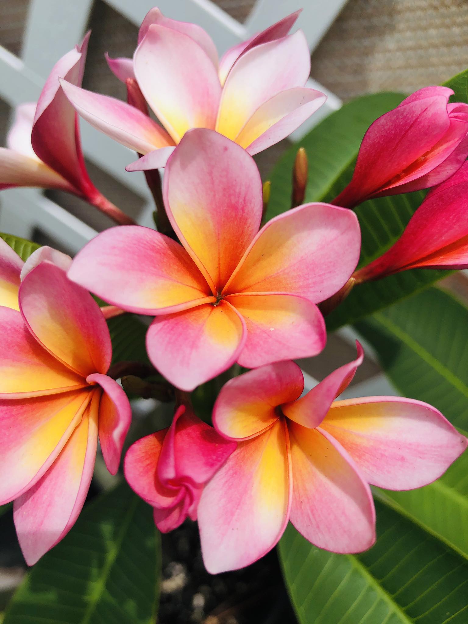 Aloha Blooms Frangipani's image