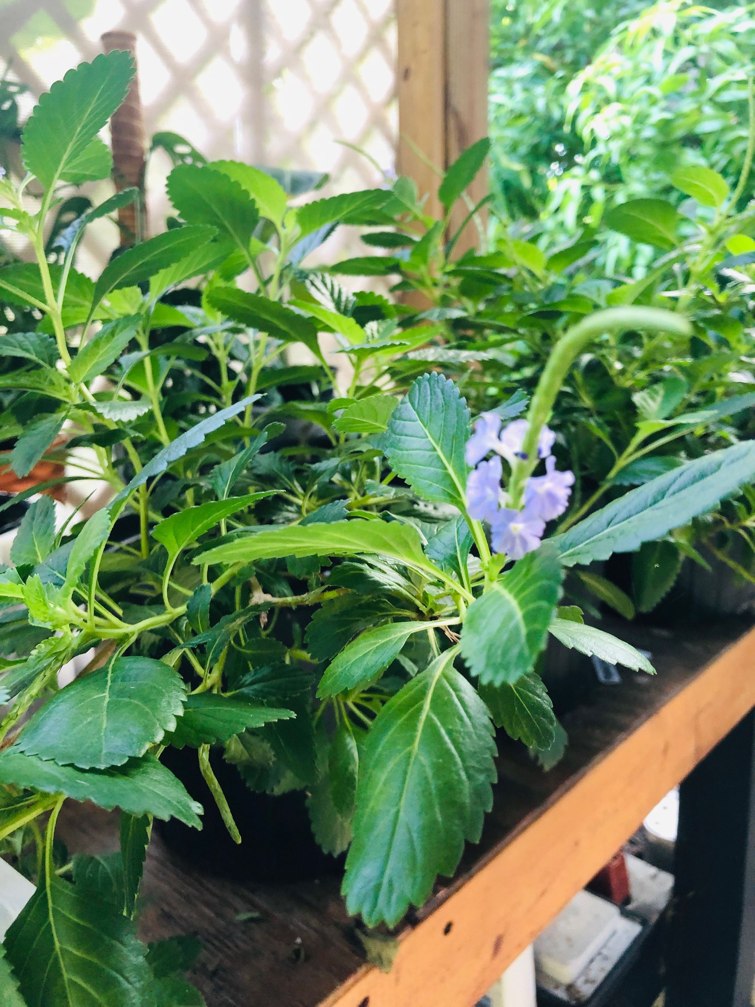 Native Blue Porterweed — 1 Gallon