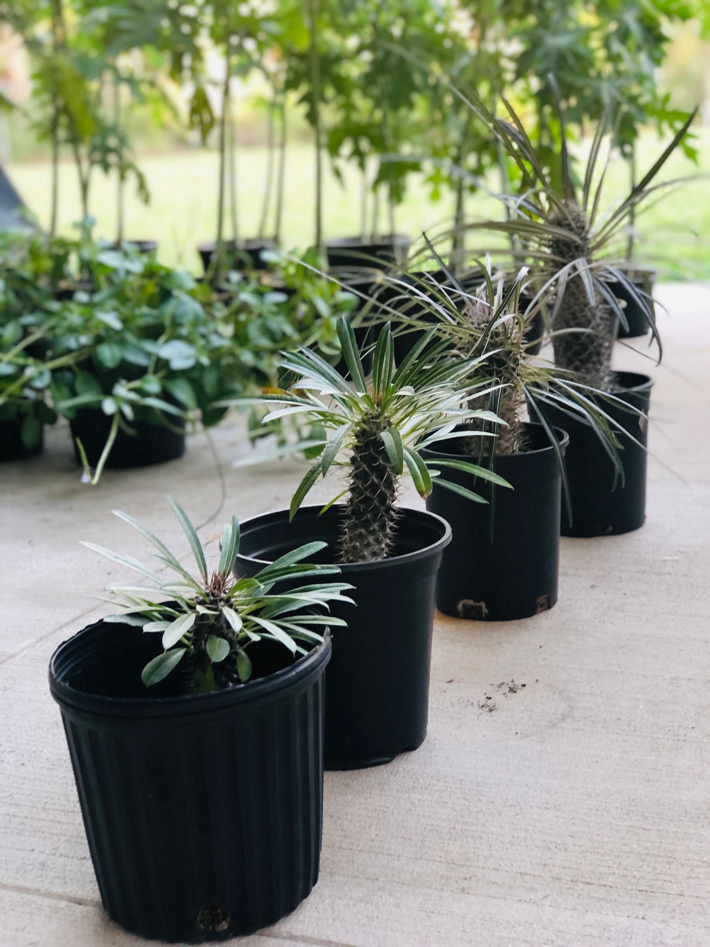 Madagascar Palm - 1 Gallon