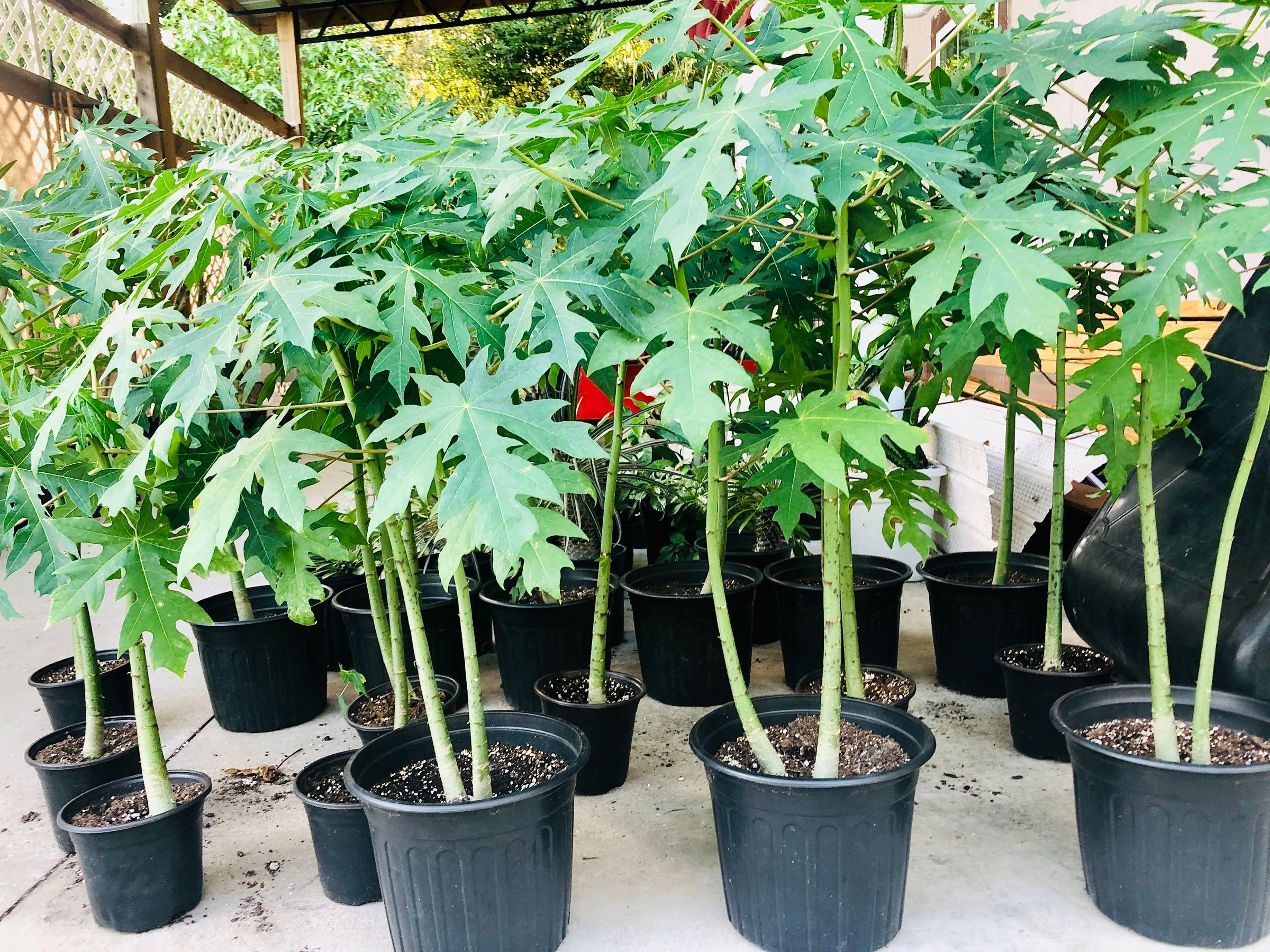 Aloha Blooms Frangipani's image