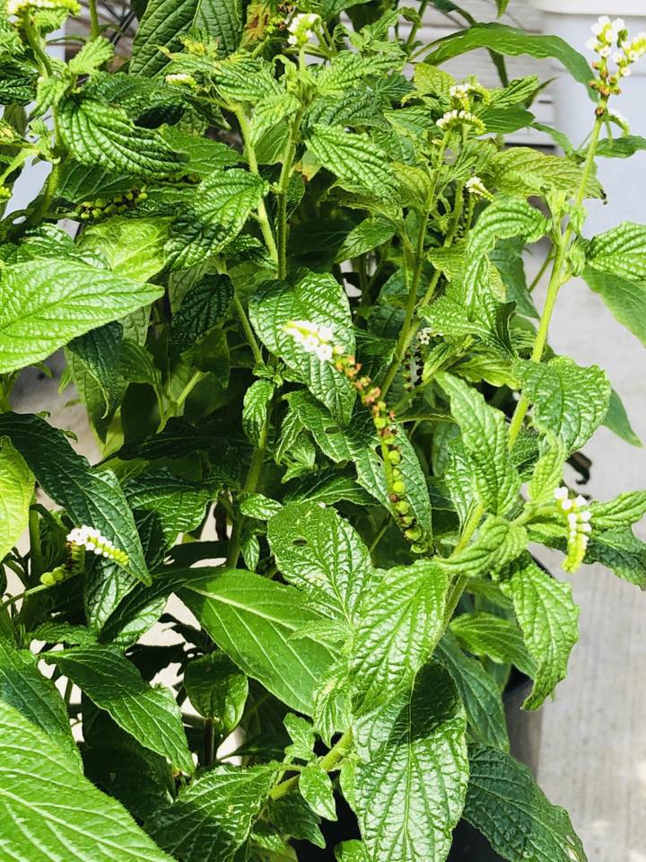 Aloha Blooms Frangipani's image