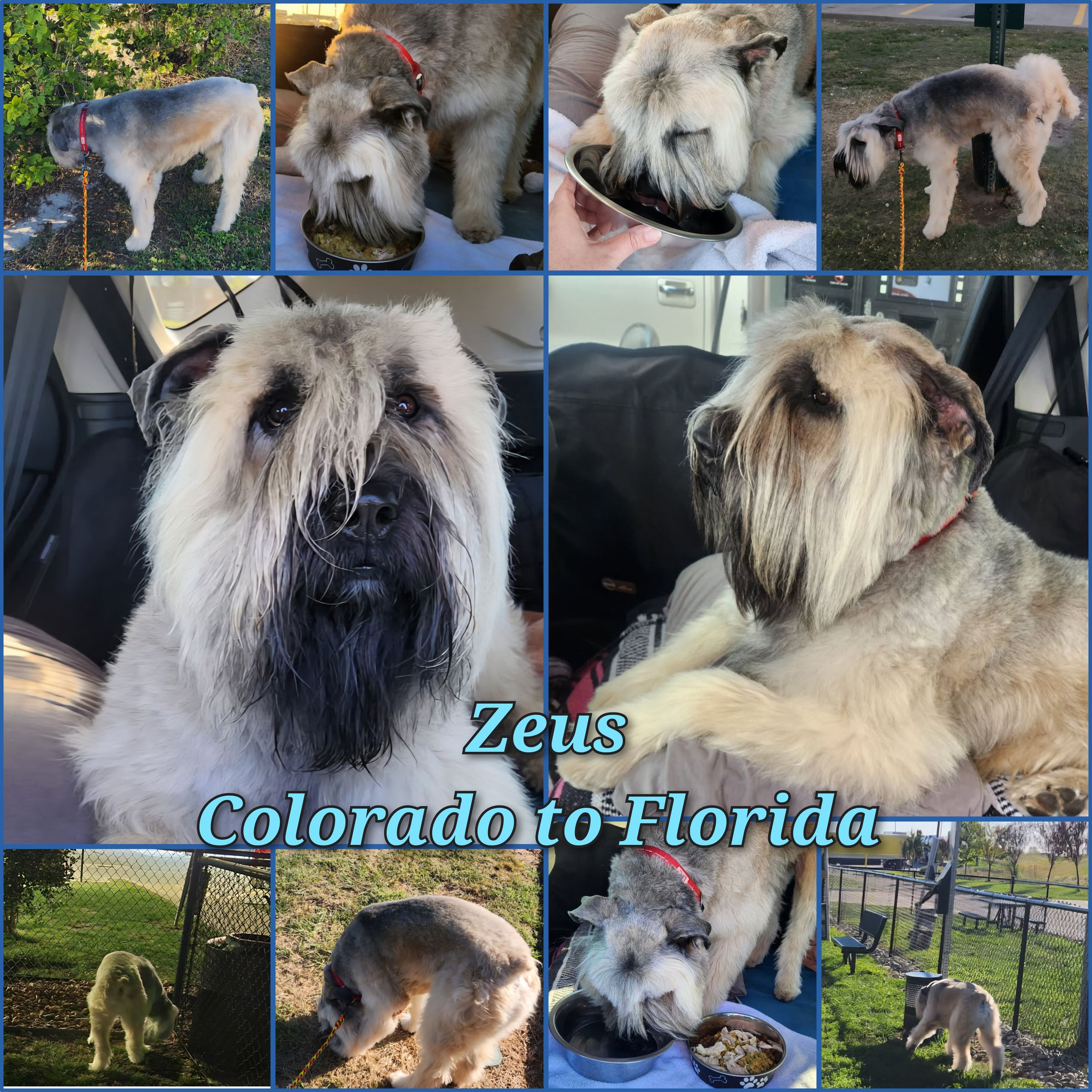 ARTEMIS ELITE's image