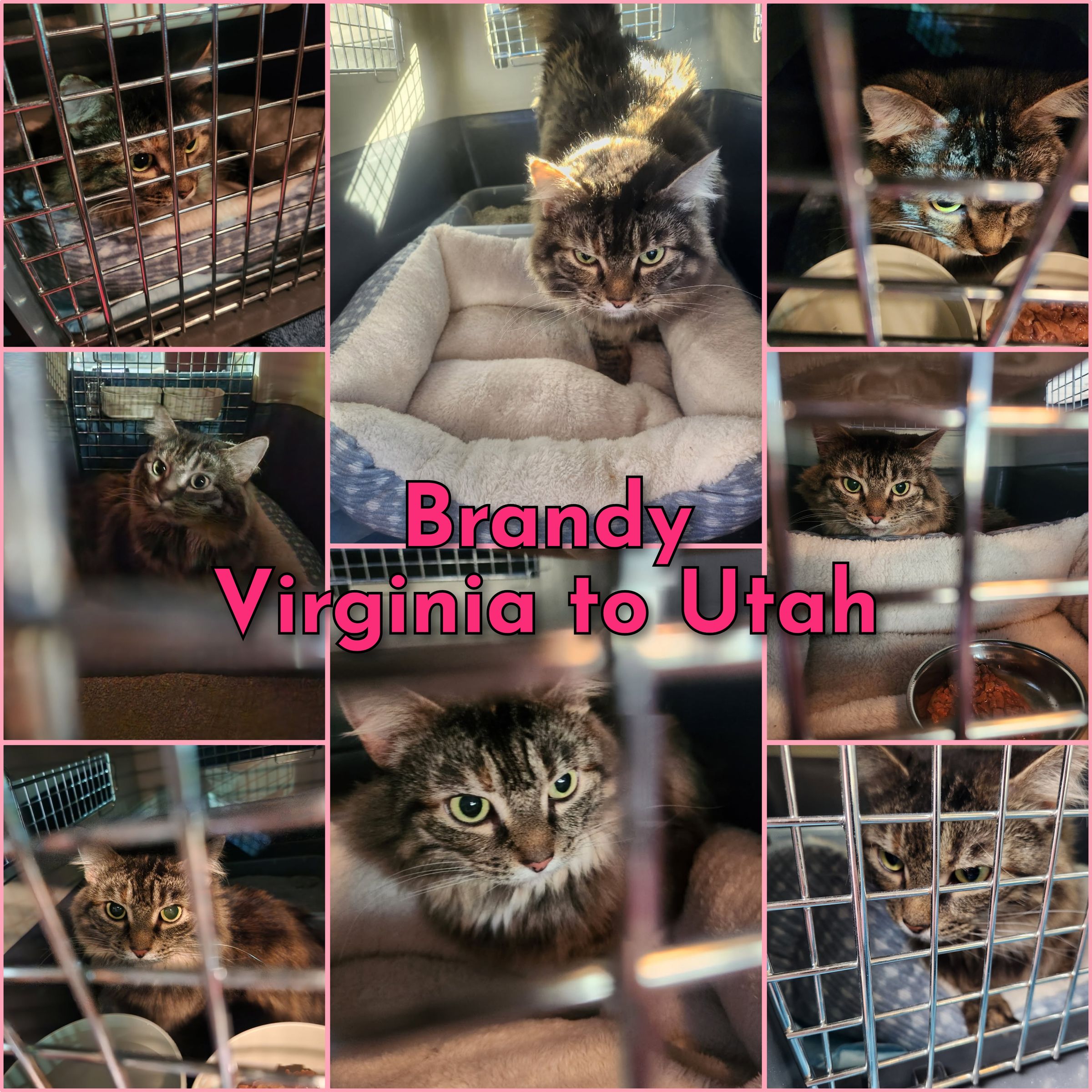 ARTEMIS ELITE's image