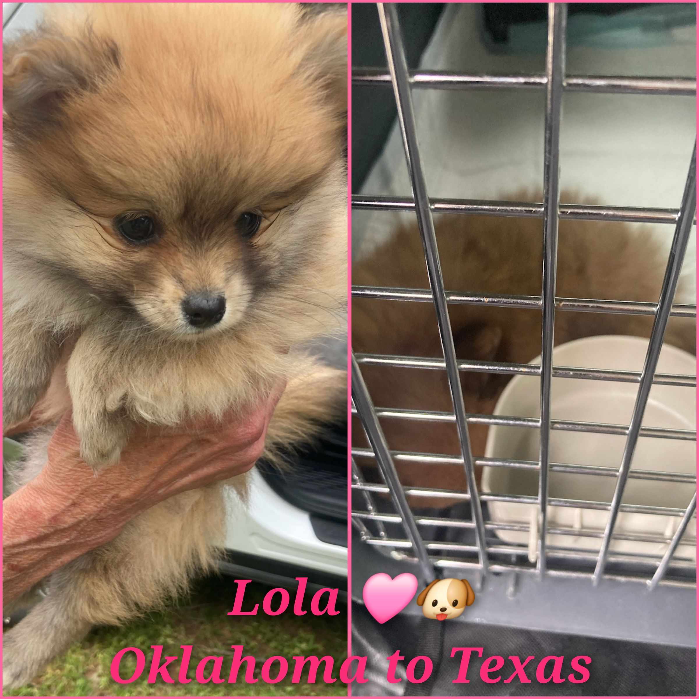 ARTEMIS ELITE's image