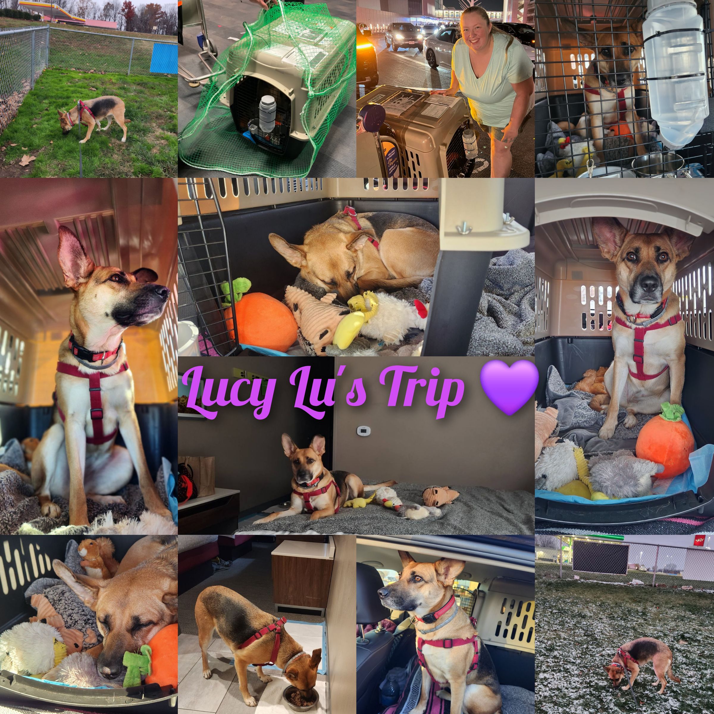 ARTEMIS ELITE's image