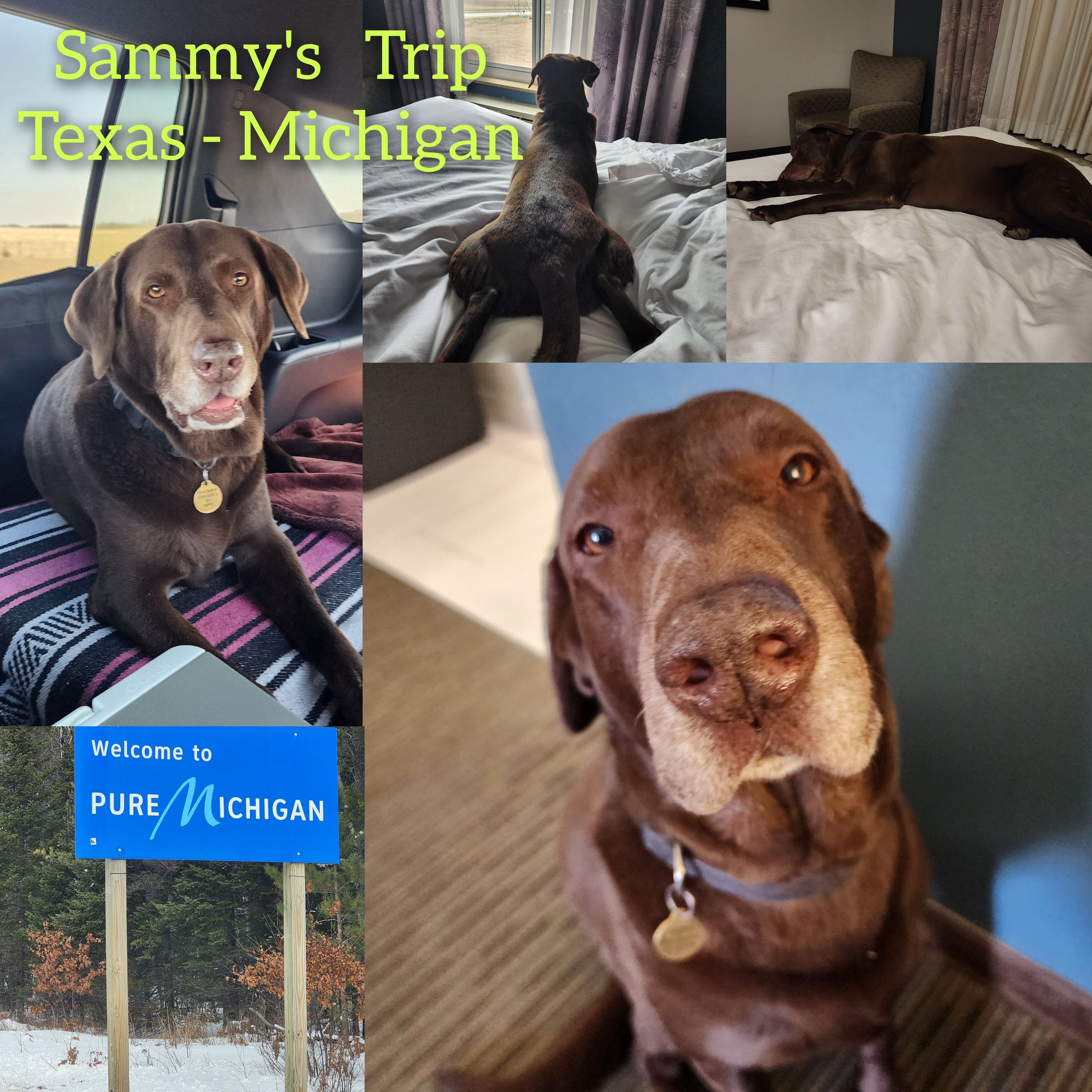 ARTEMIS ELITE's image