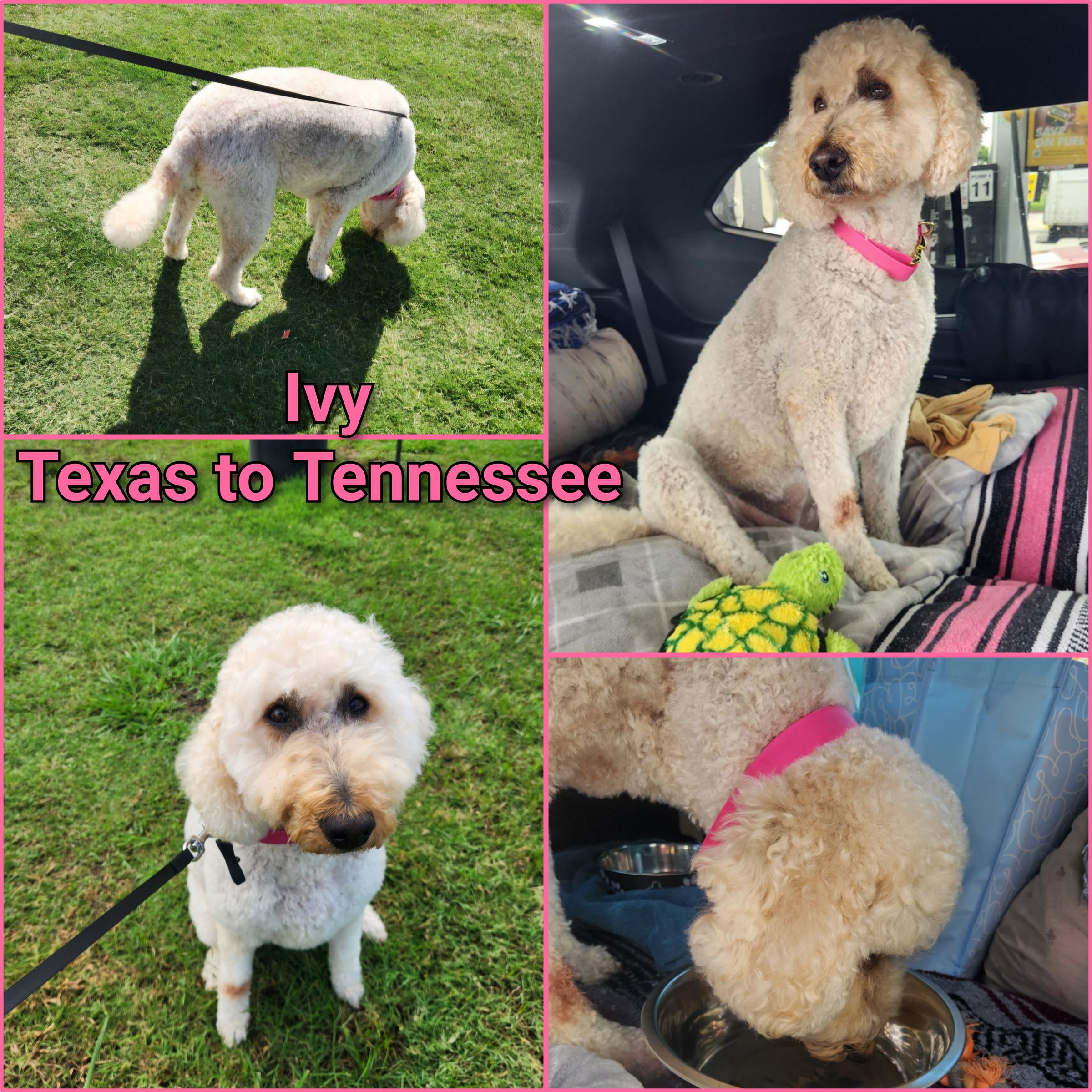 ARTEMIS ELITE's image