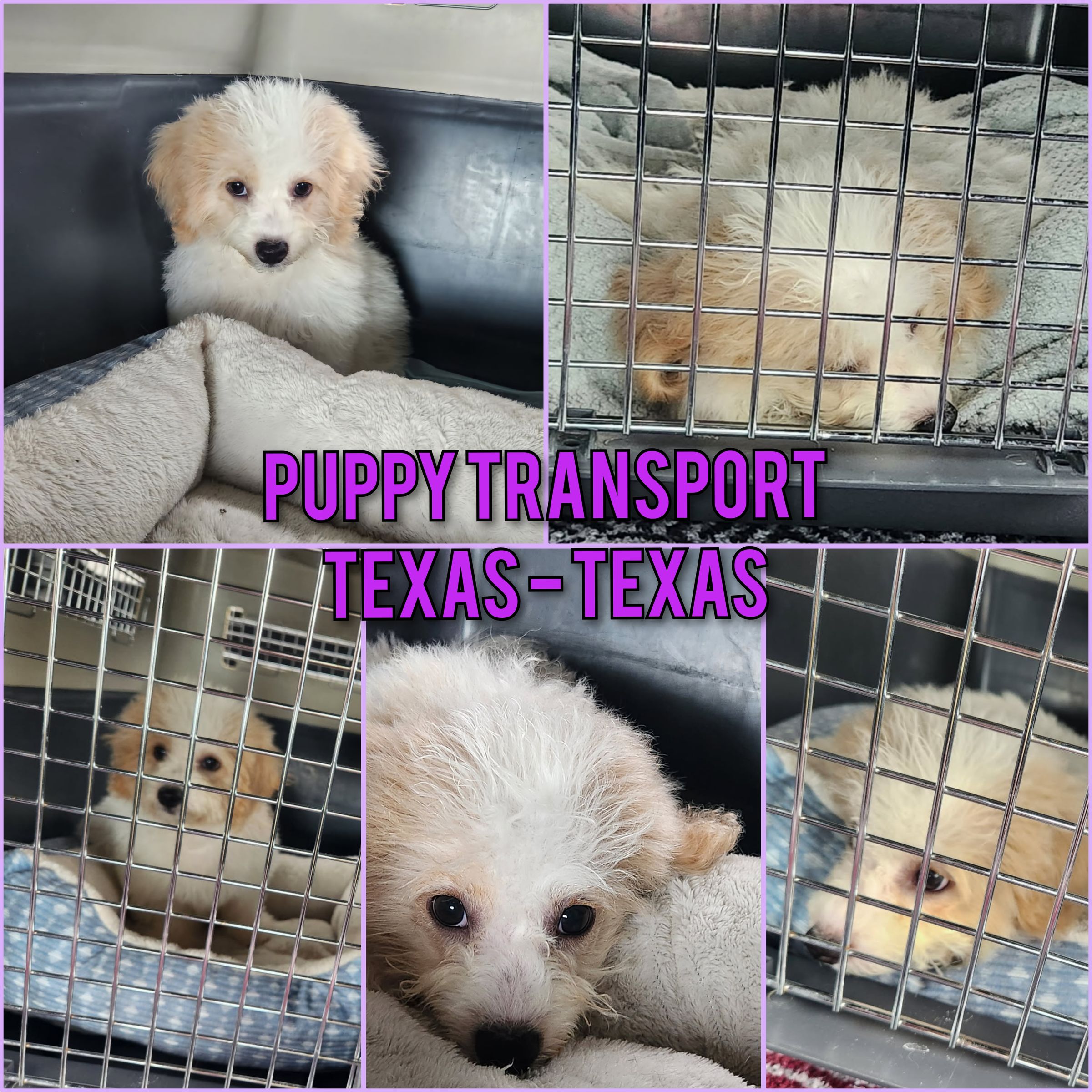 ARTEMIS ELITE's image