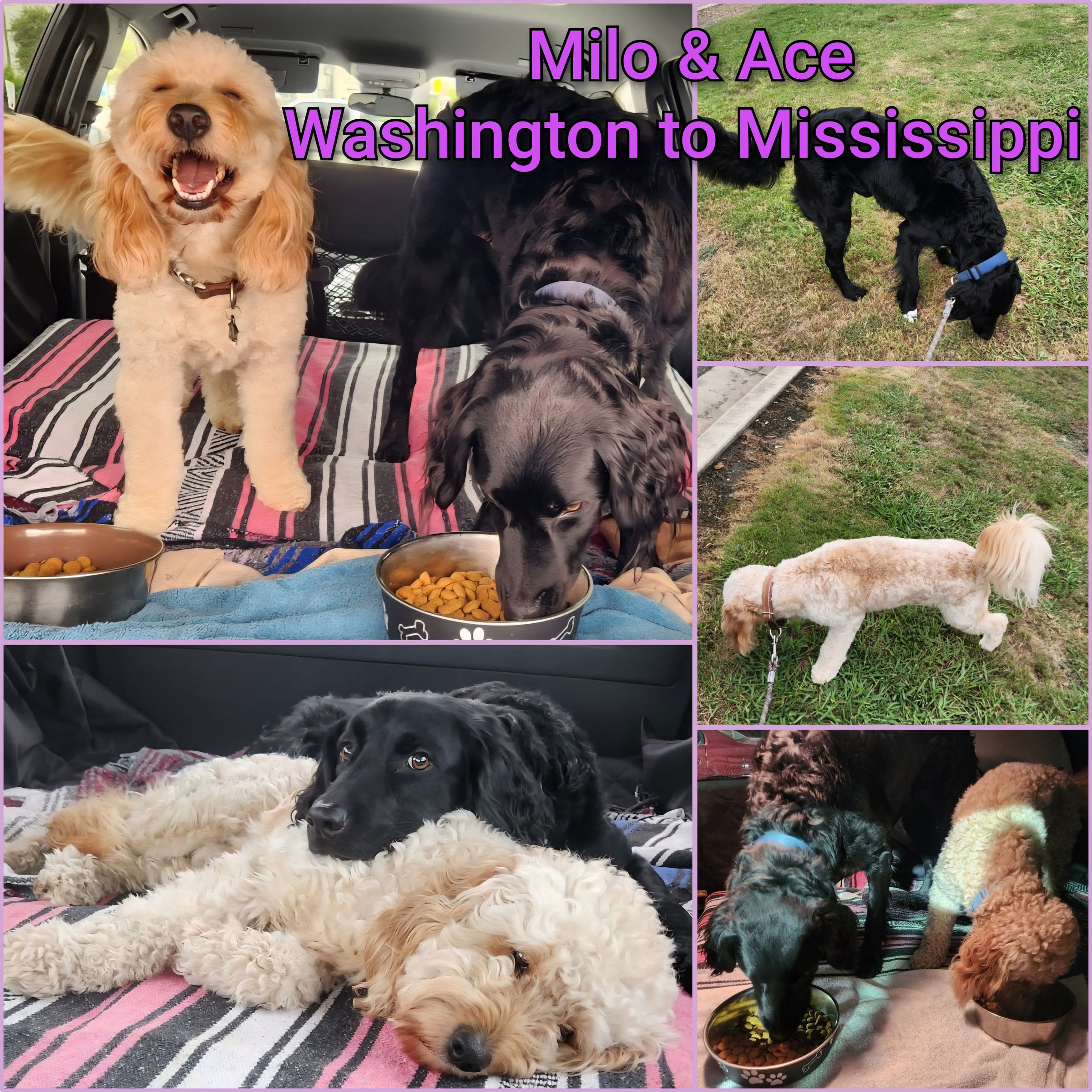 ARTEMIS ELITE's image