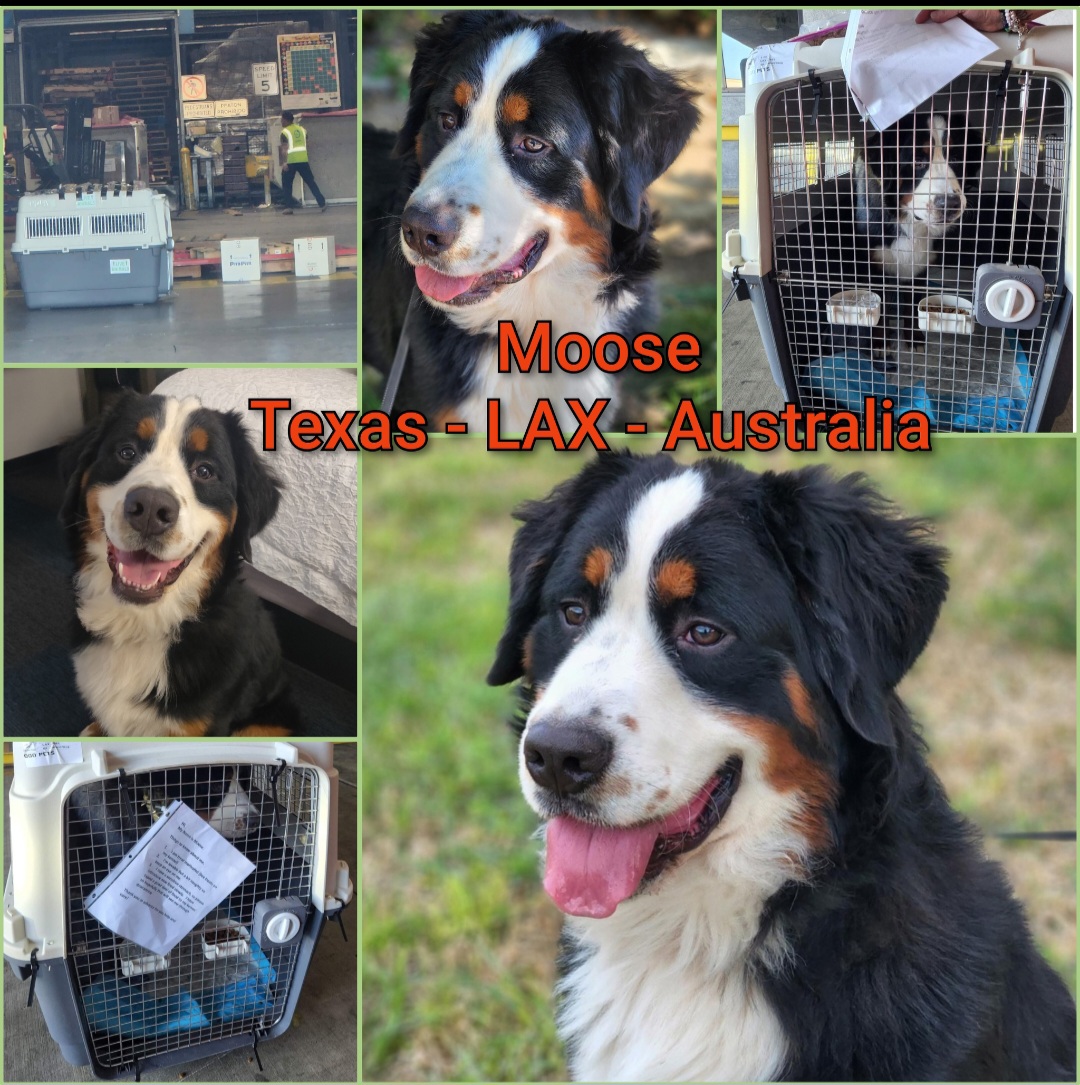 ARTEMIS ELITE's image