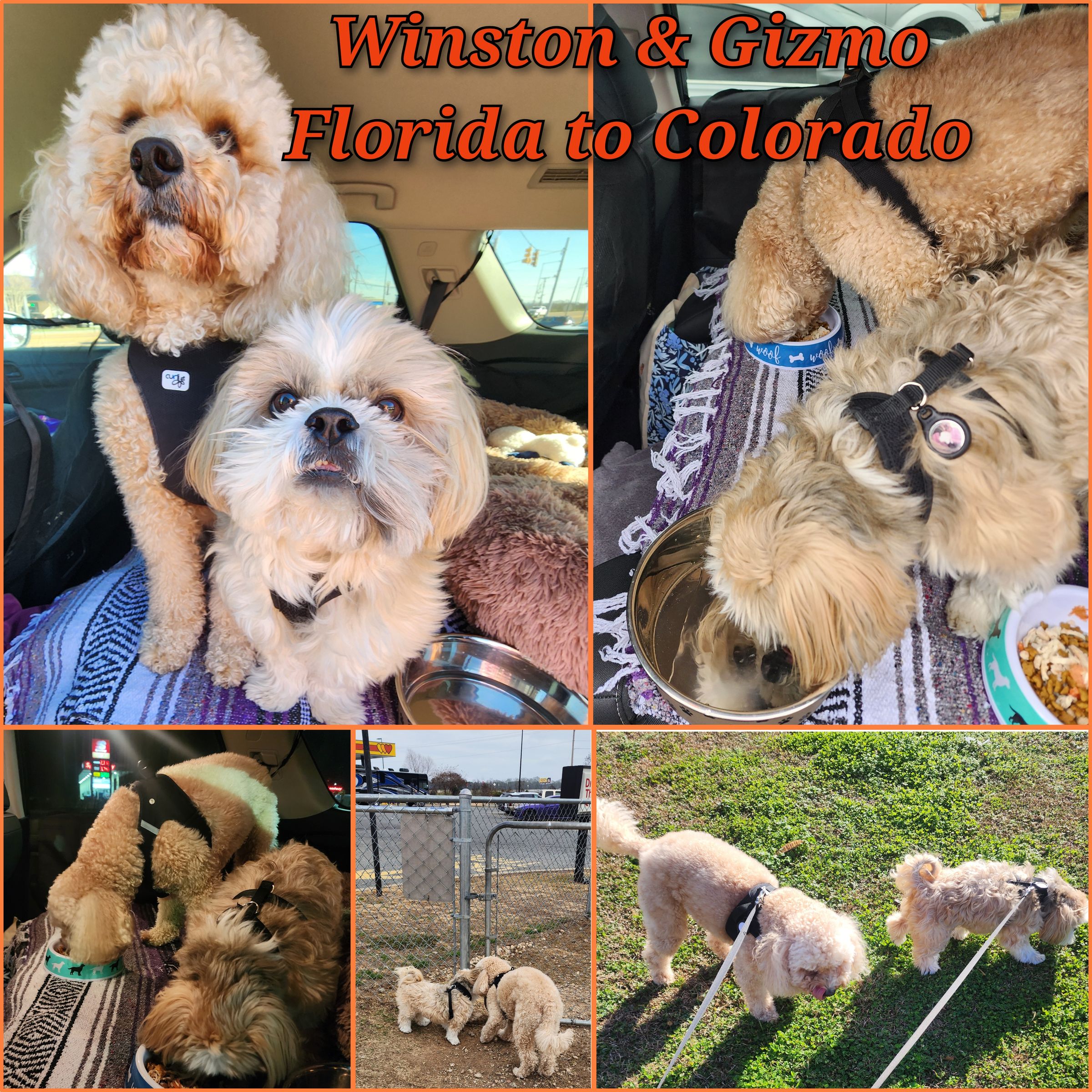 ARTEMIS ELITE's image