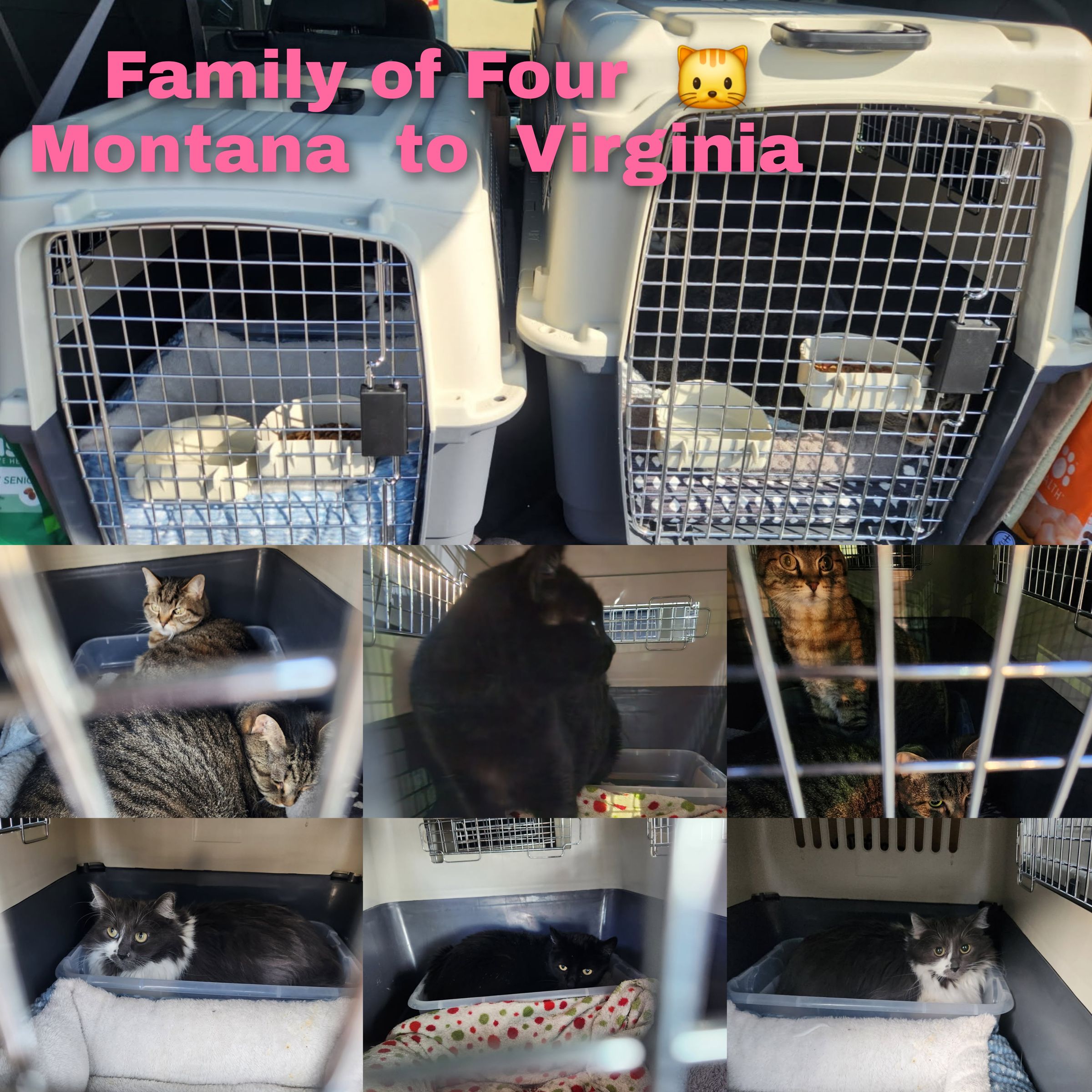 ARTEMIS ELITE's image