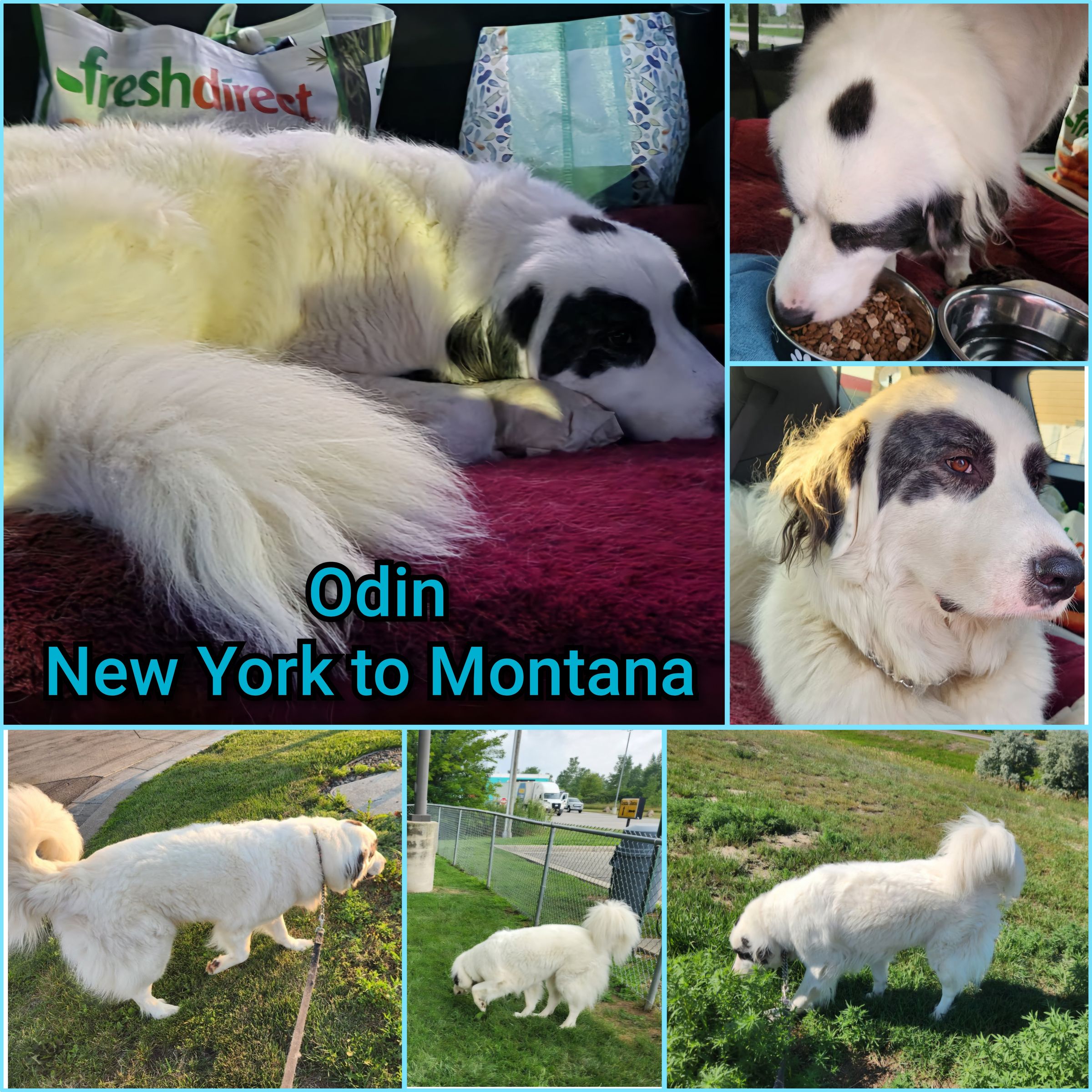 ARTEMIS ELITE's image