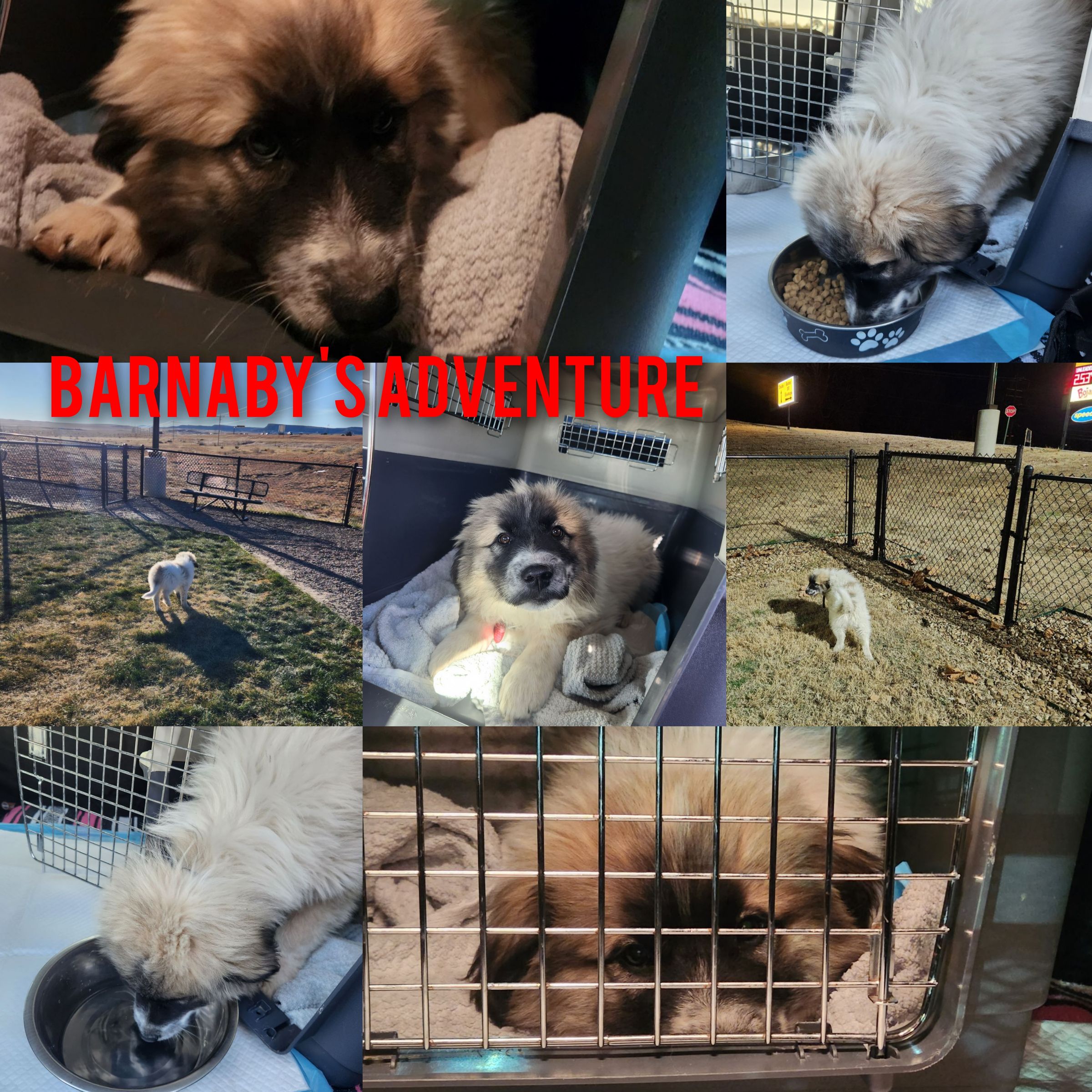 ARTEMIS ELITE's image