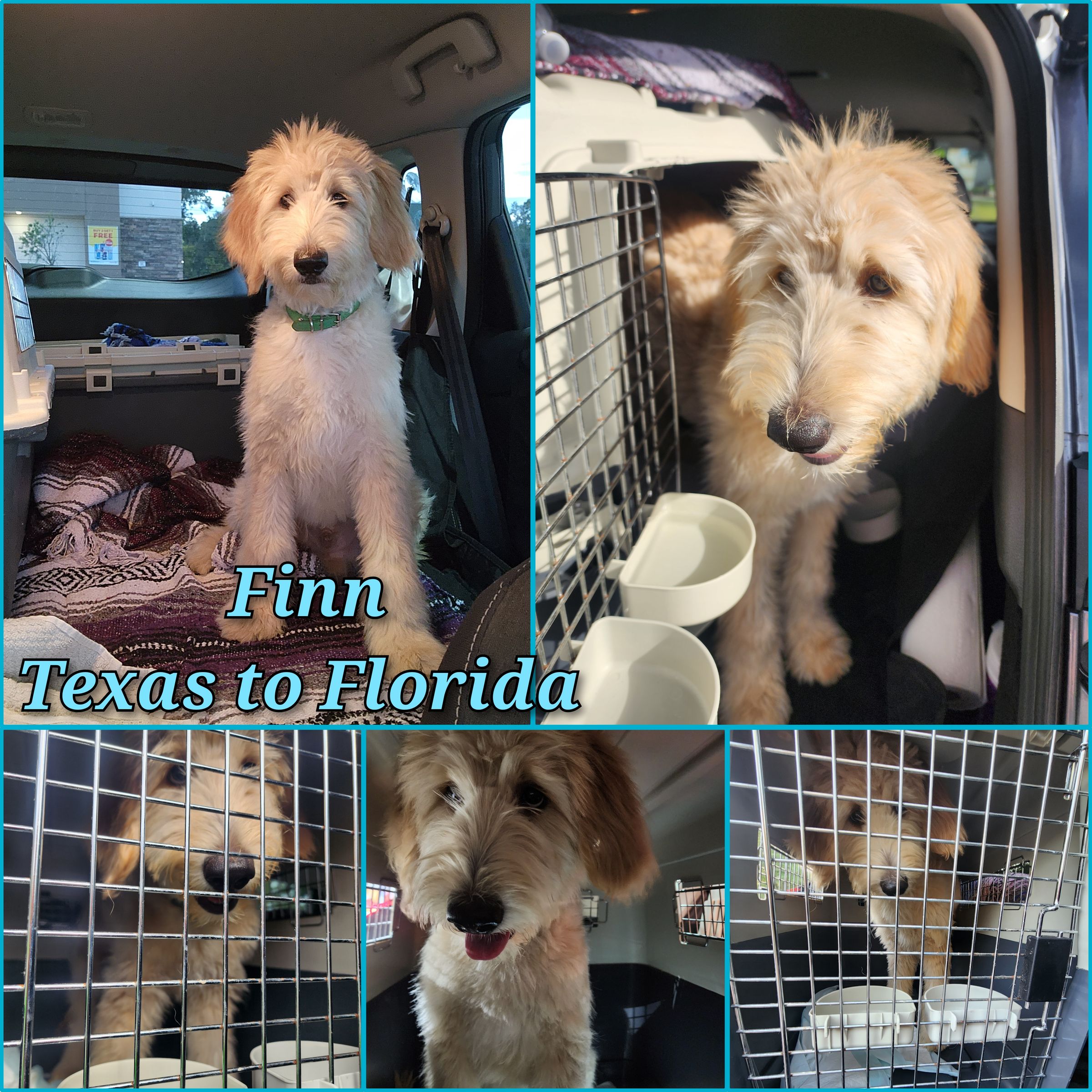 ARTEMIS ELITE's image