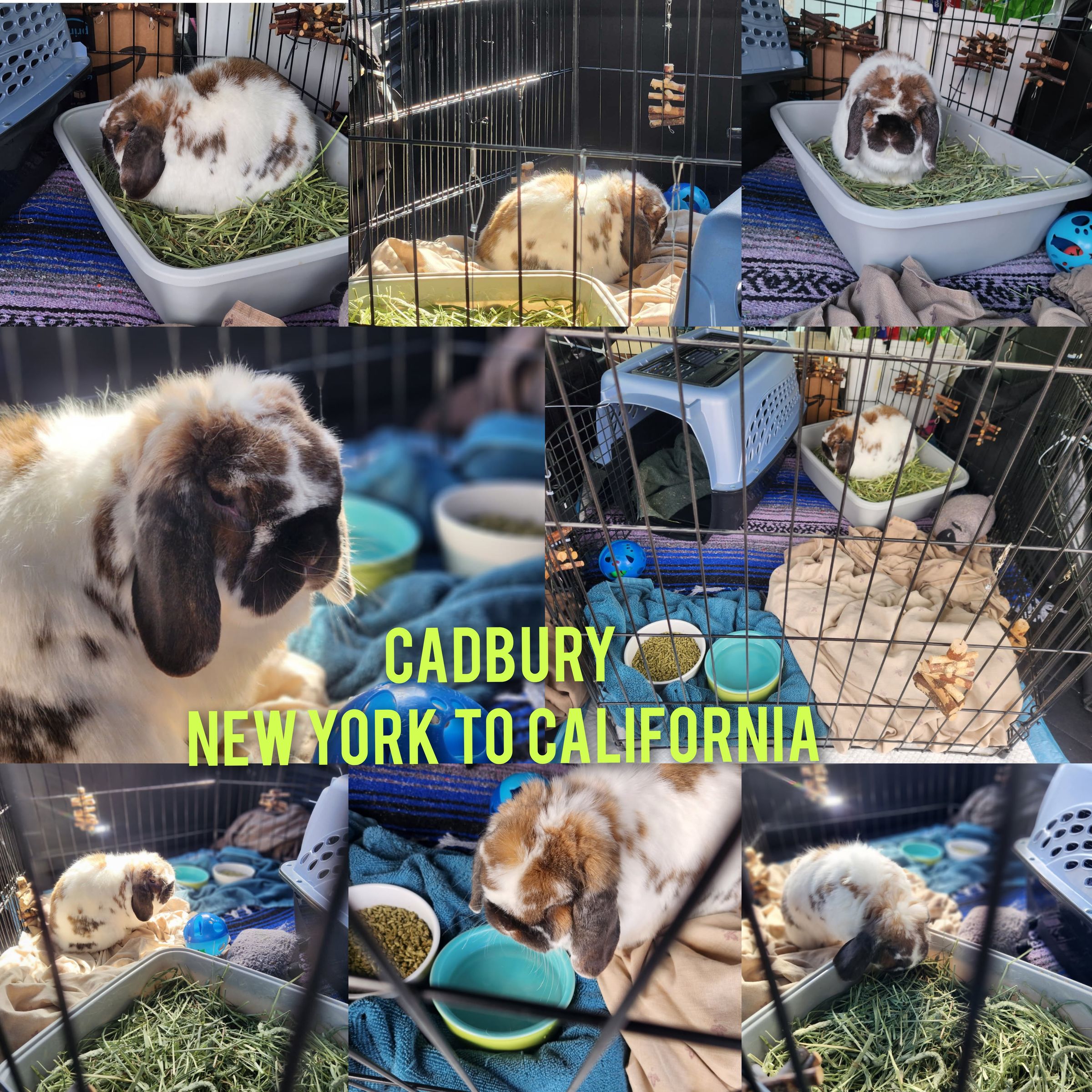 ARTEMIS ELITE's image