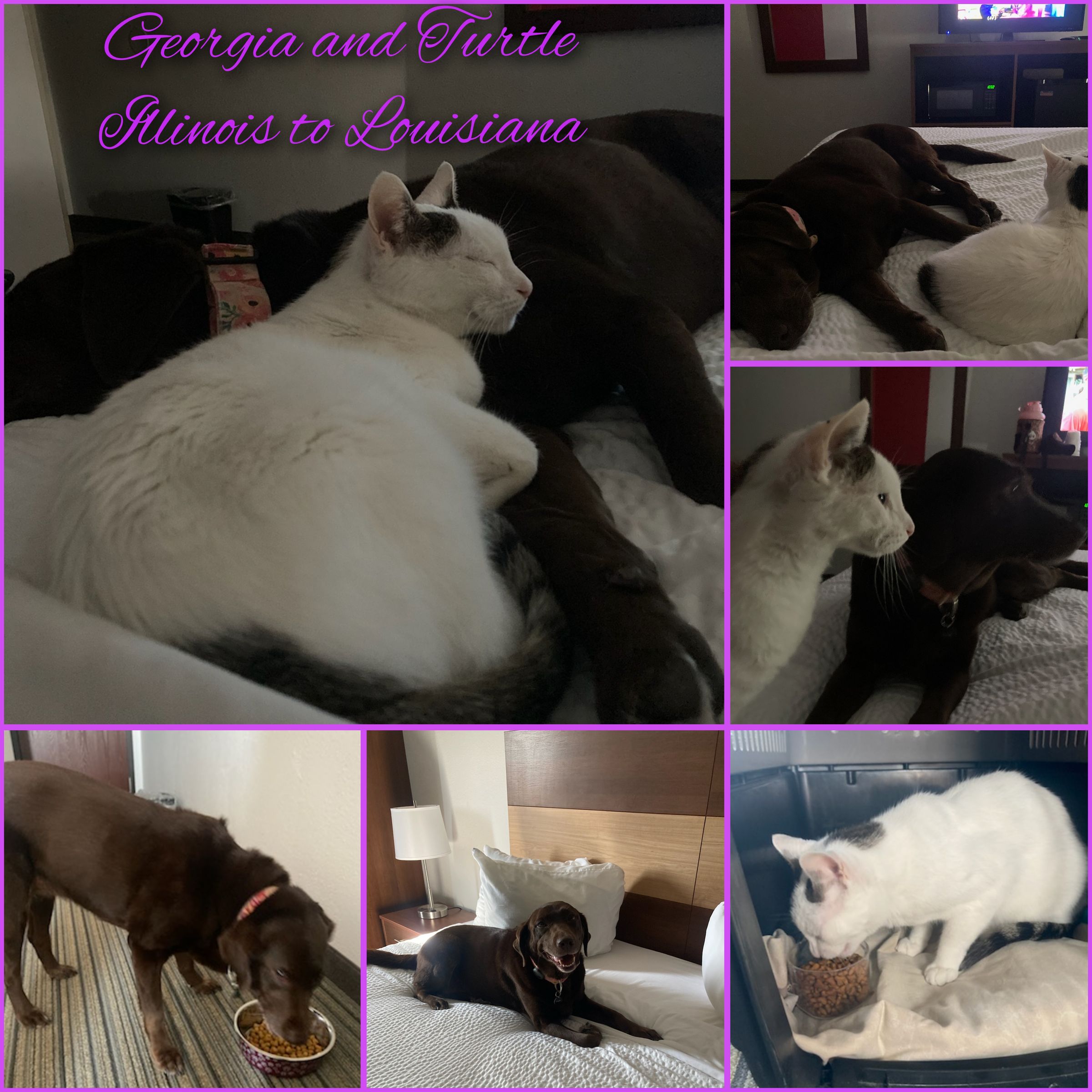 ARTEMIS ELITE's image