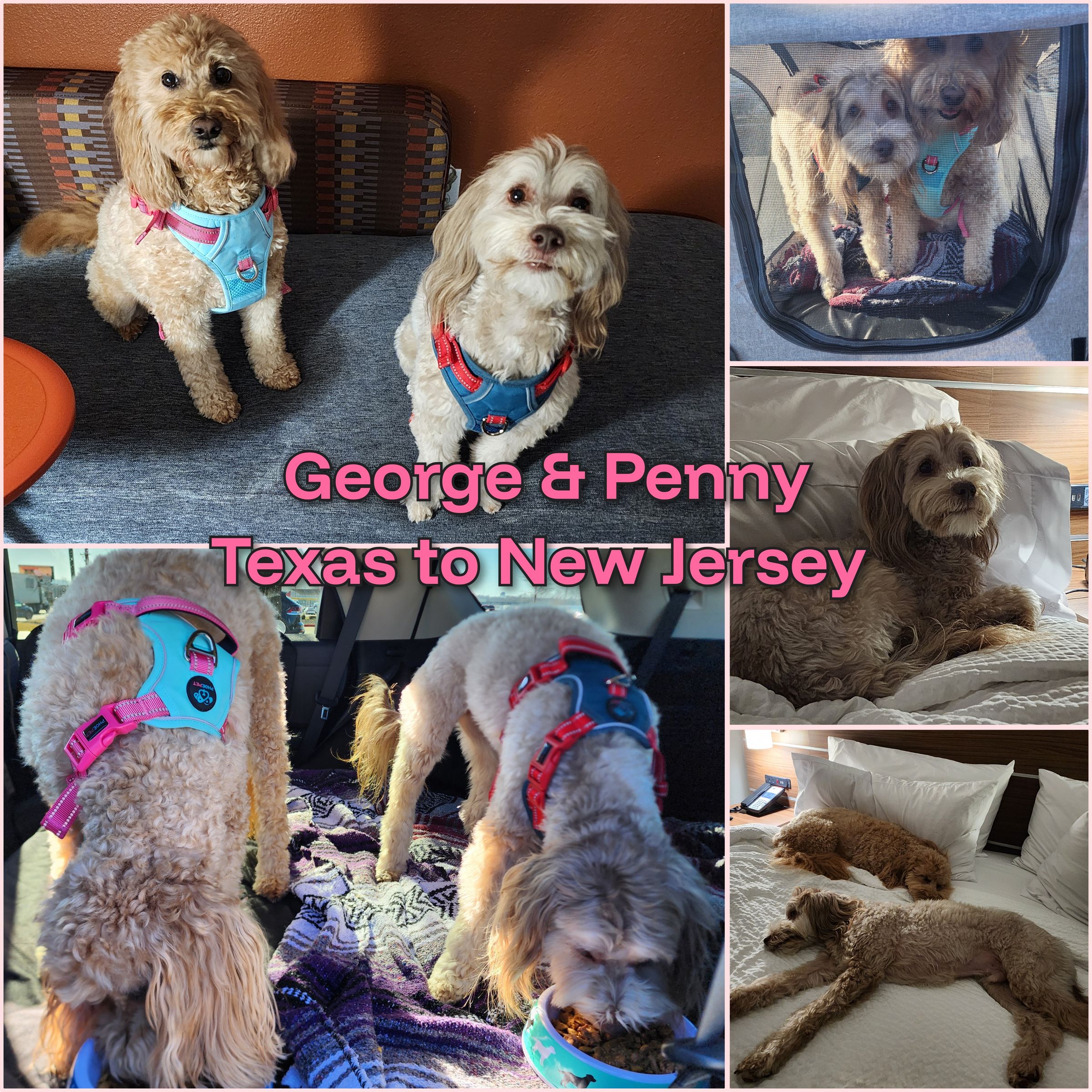 ARTEMIS ELITE's image