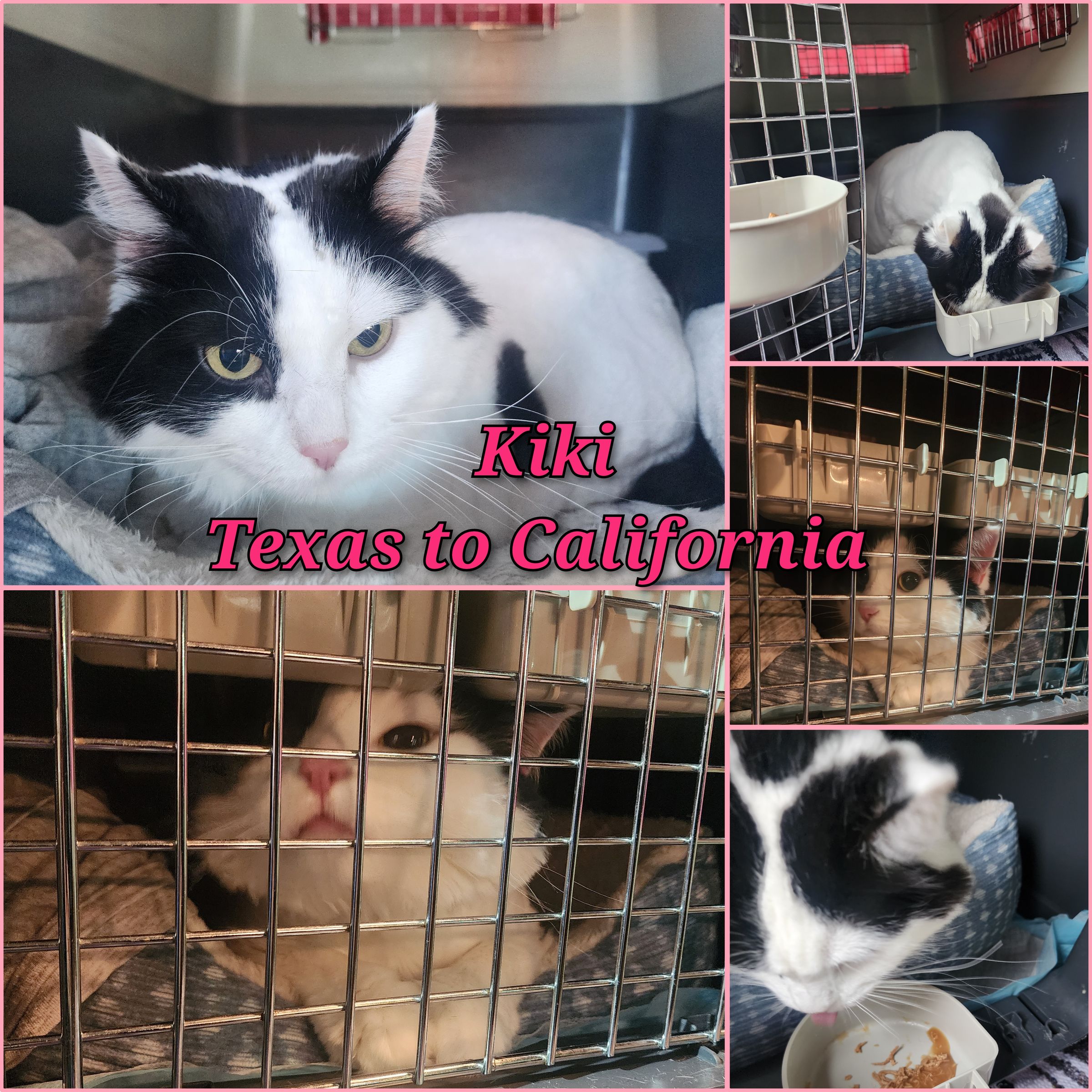 ARTEMIS ELITE's image