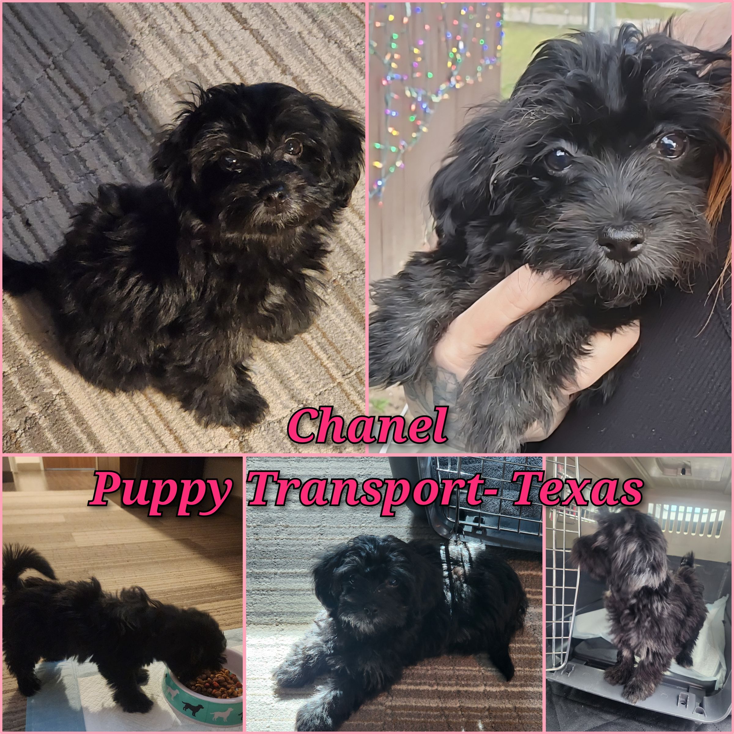 ARTEMIS ELITE's image