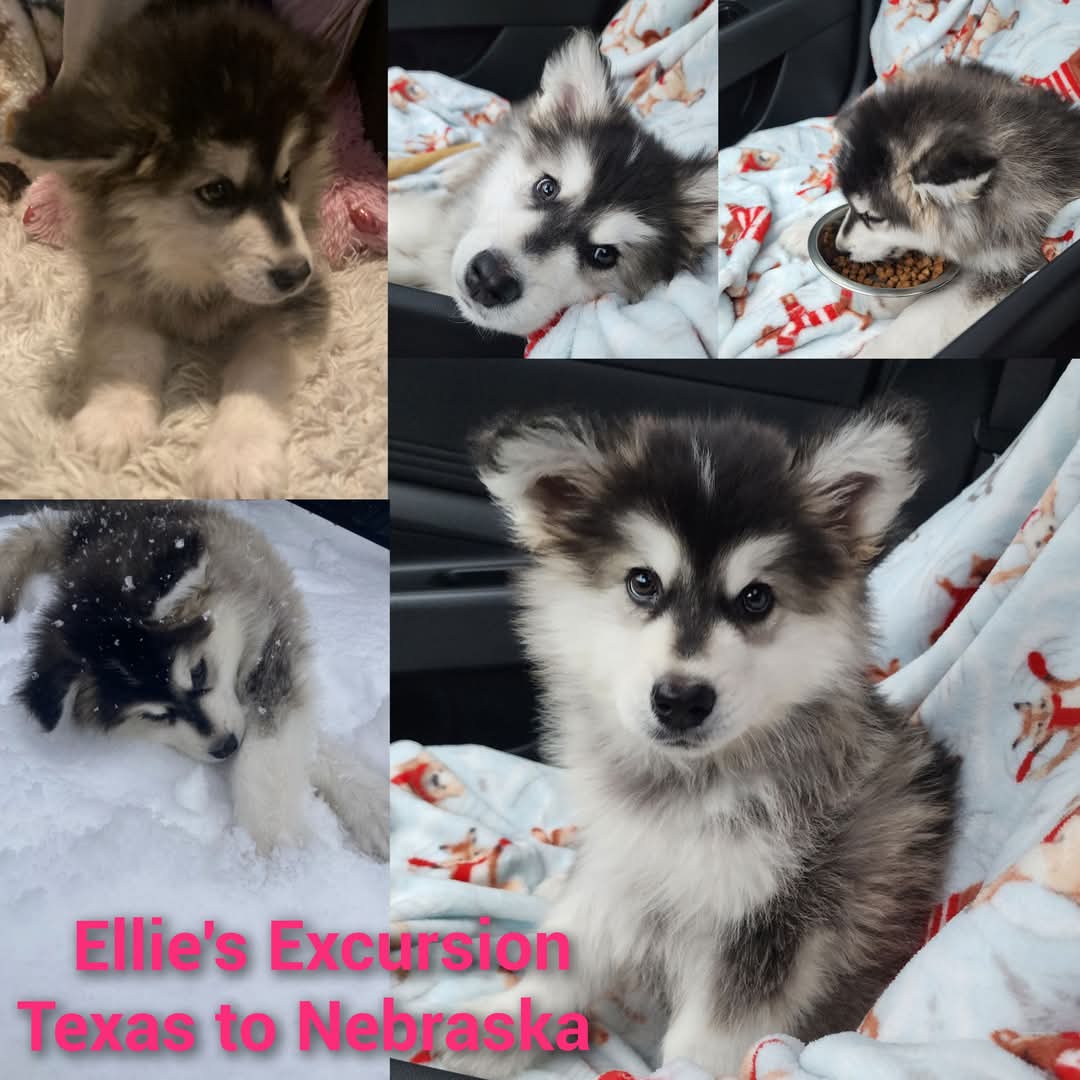 ARTEMIS ELITE's image