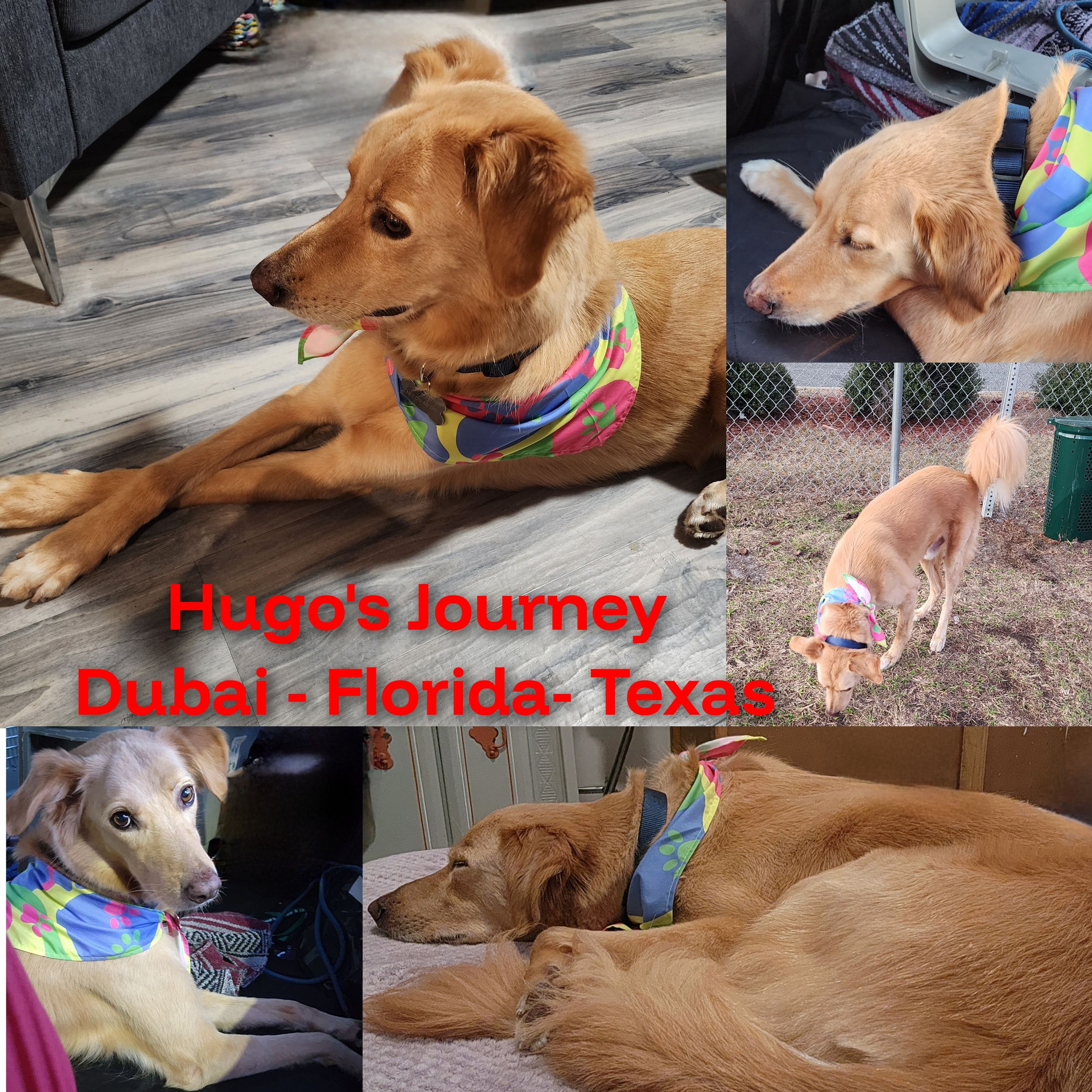 ARTEMIS ELITE's image