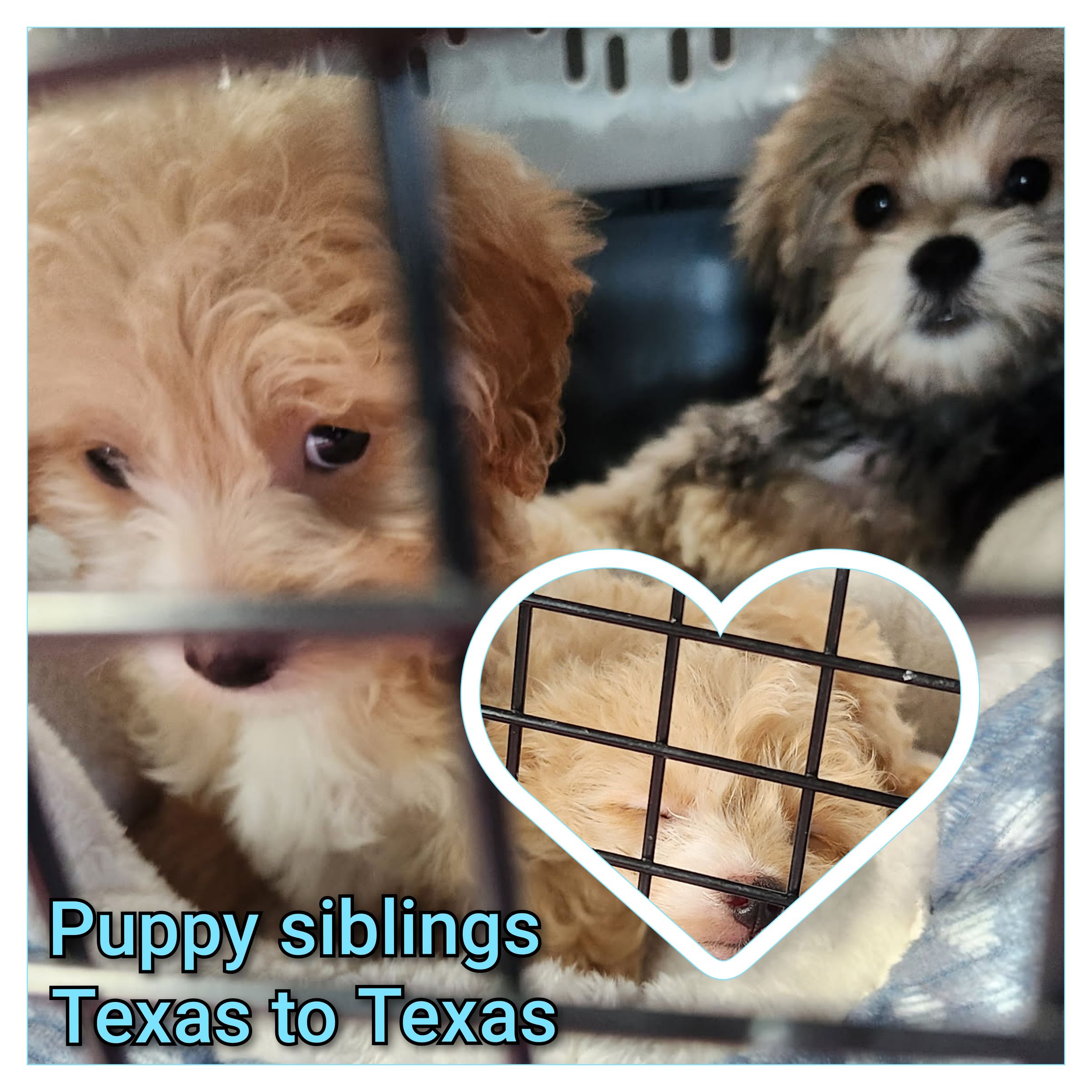 ARTEMIS ELITE's image