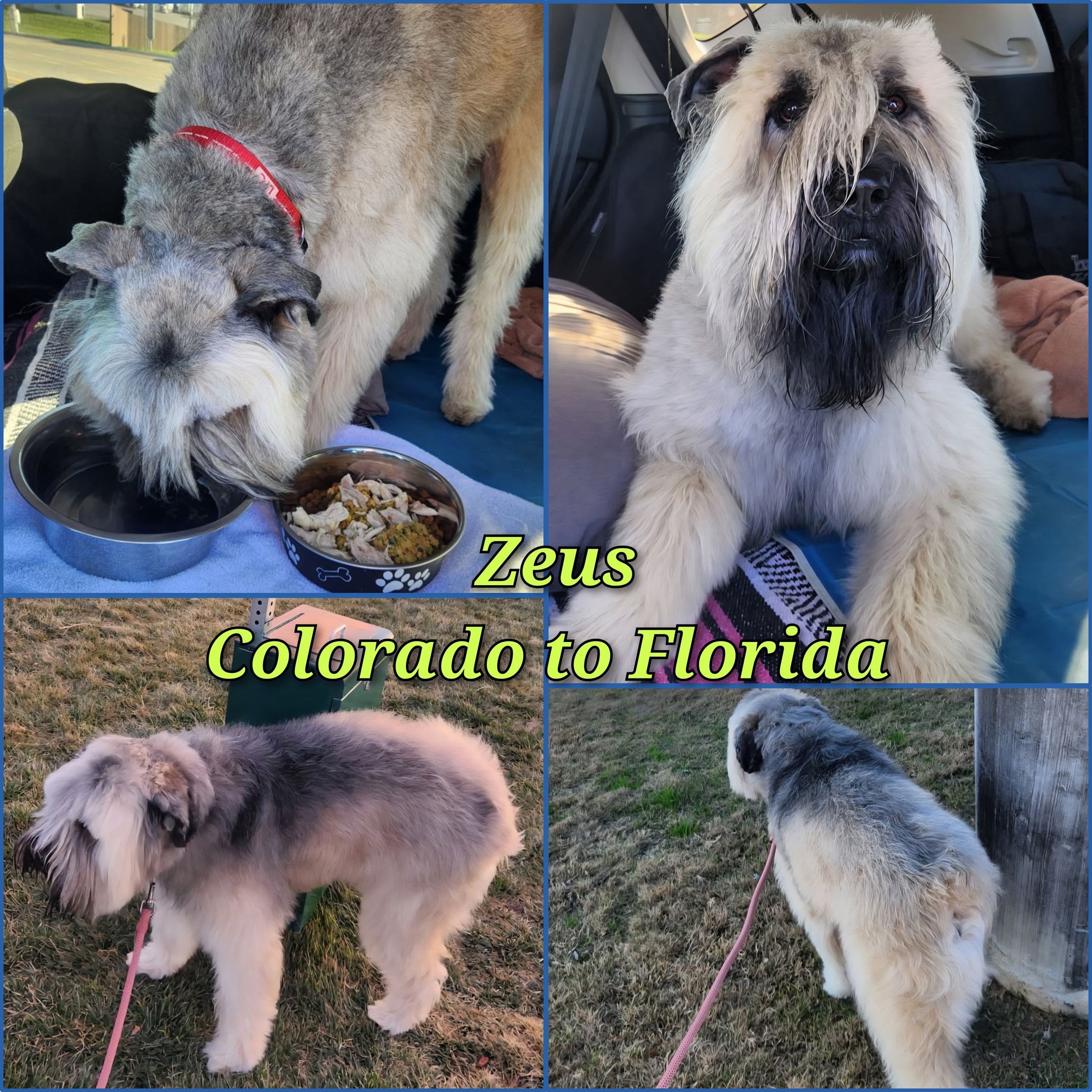 ARTEMIS ELITE's image