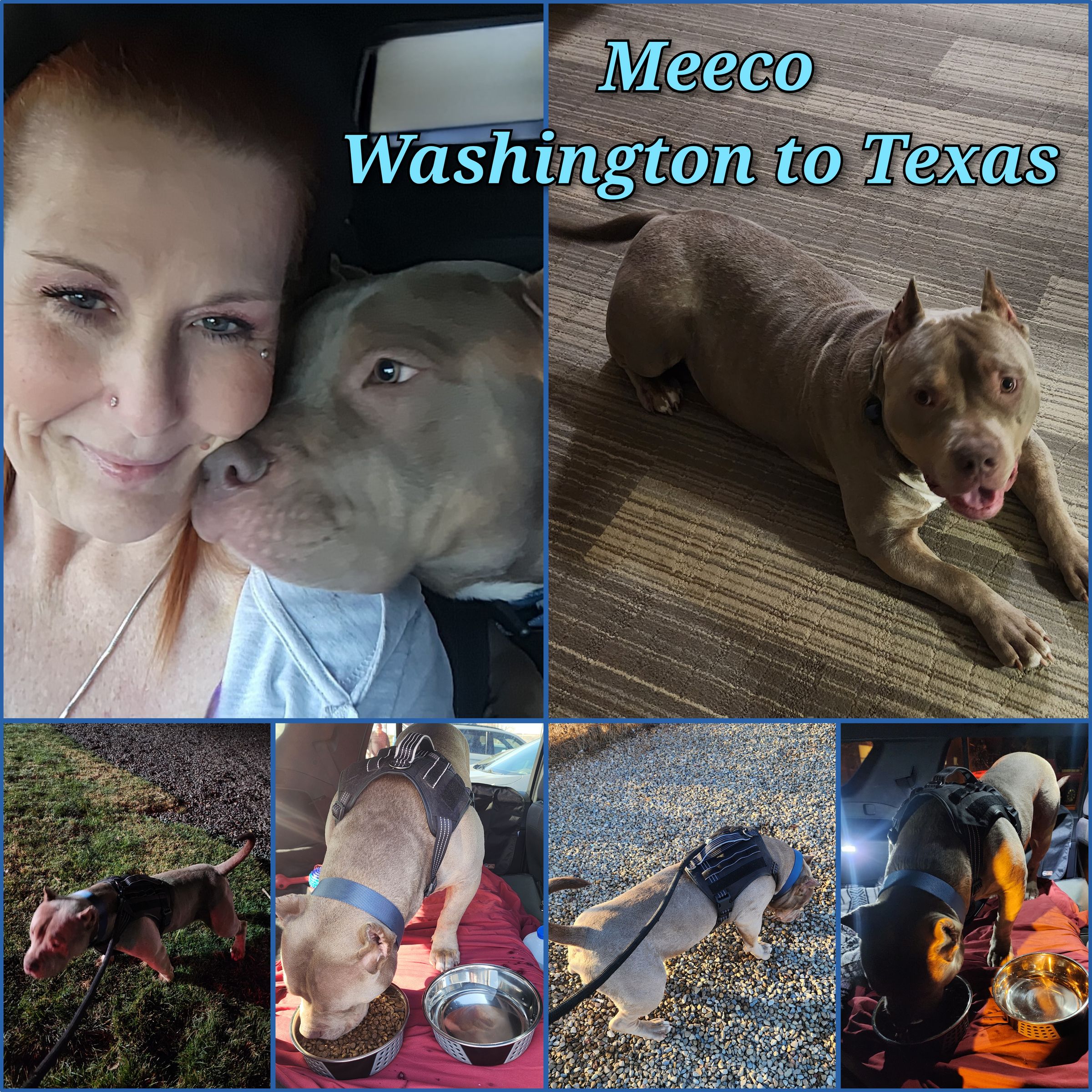 ARTEMIS ELITE's image