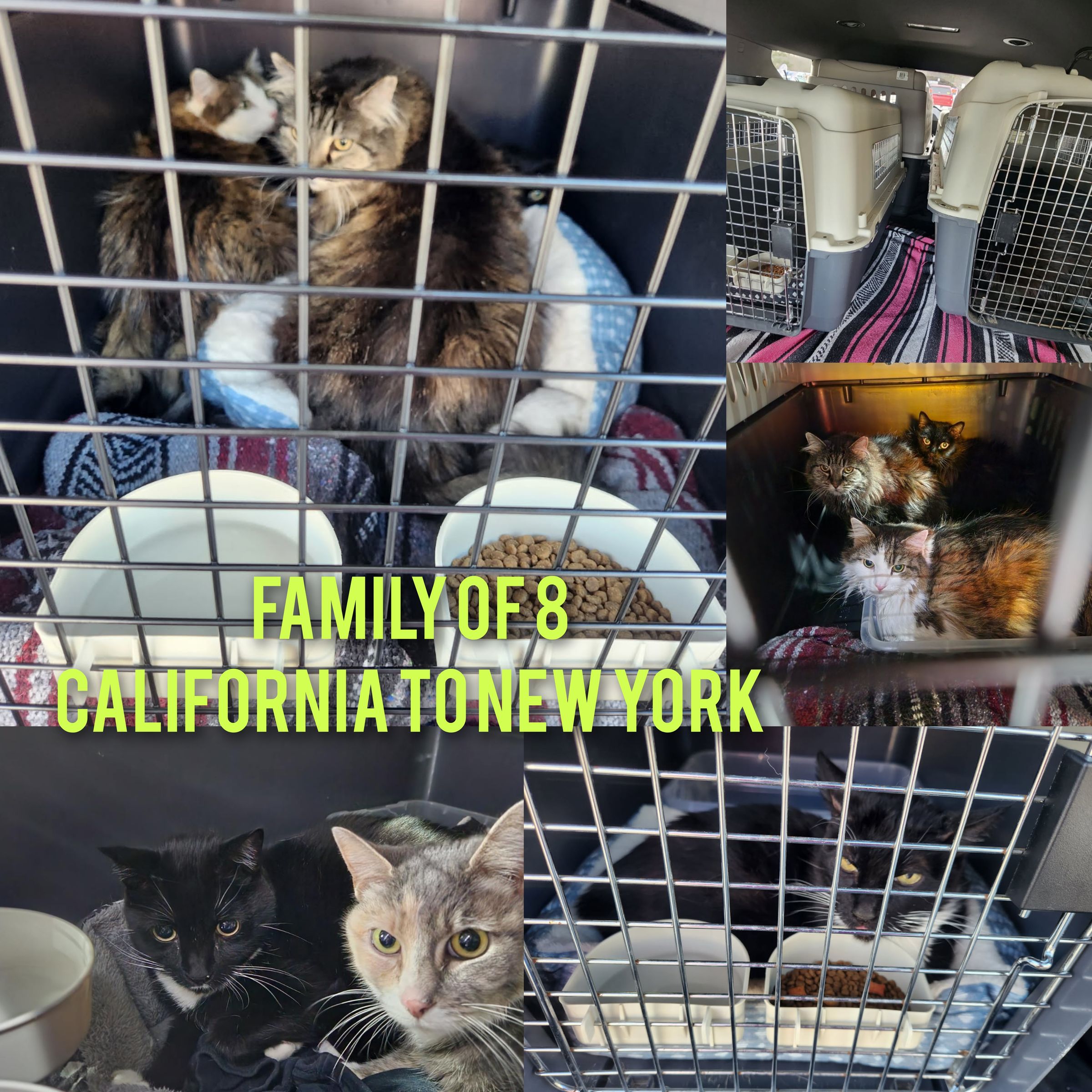 ARTEMIS ELITE's image