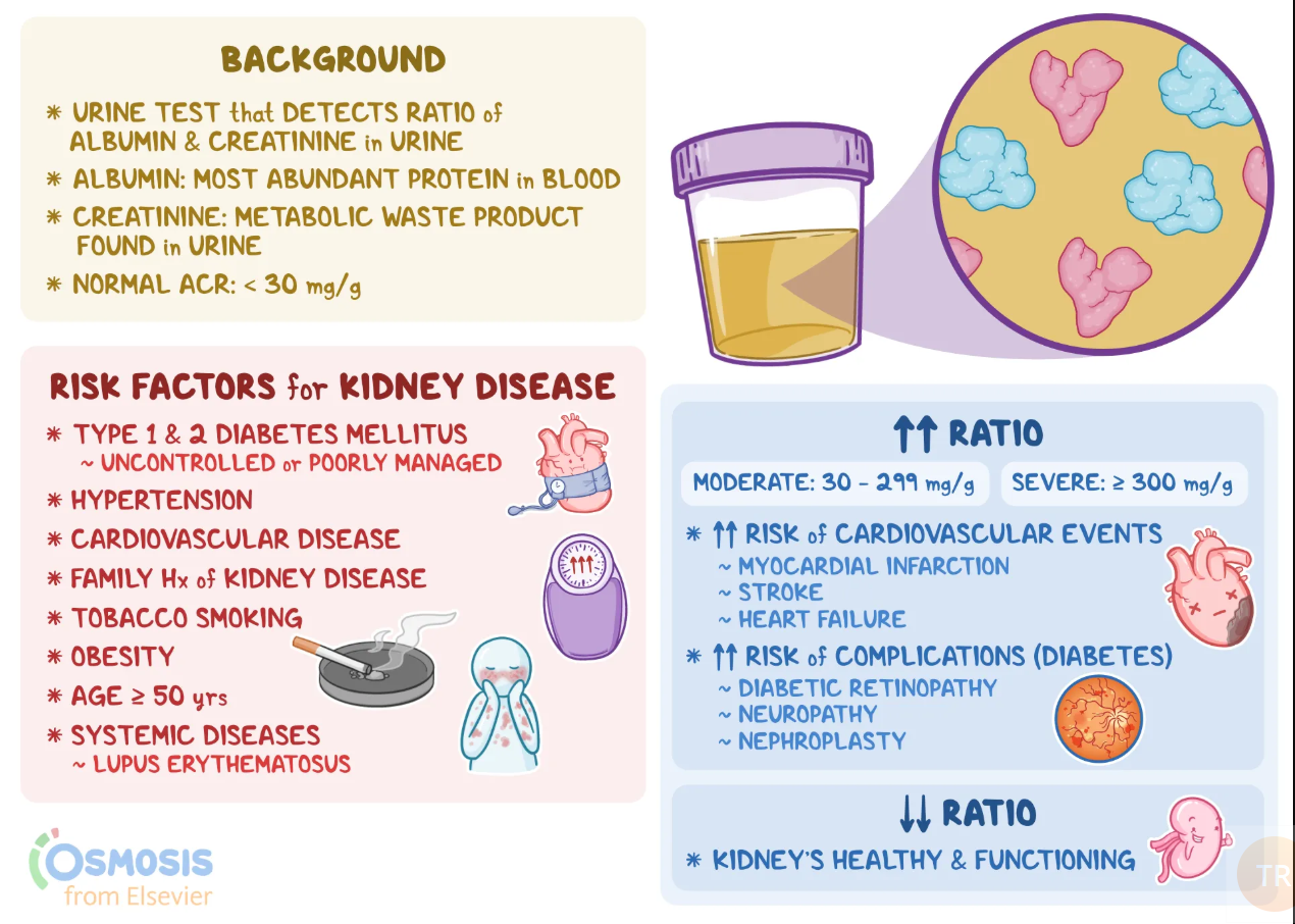 Kidney Health and BP Timing's image