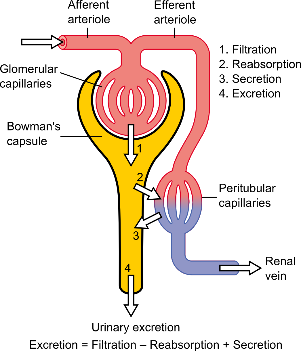 Kidney Health and BP Timing's image