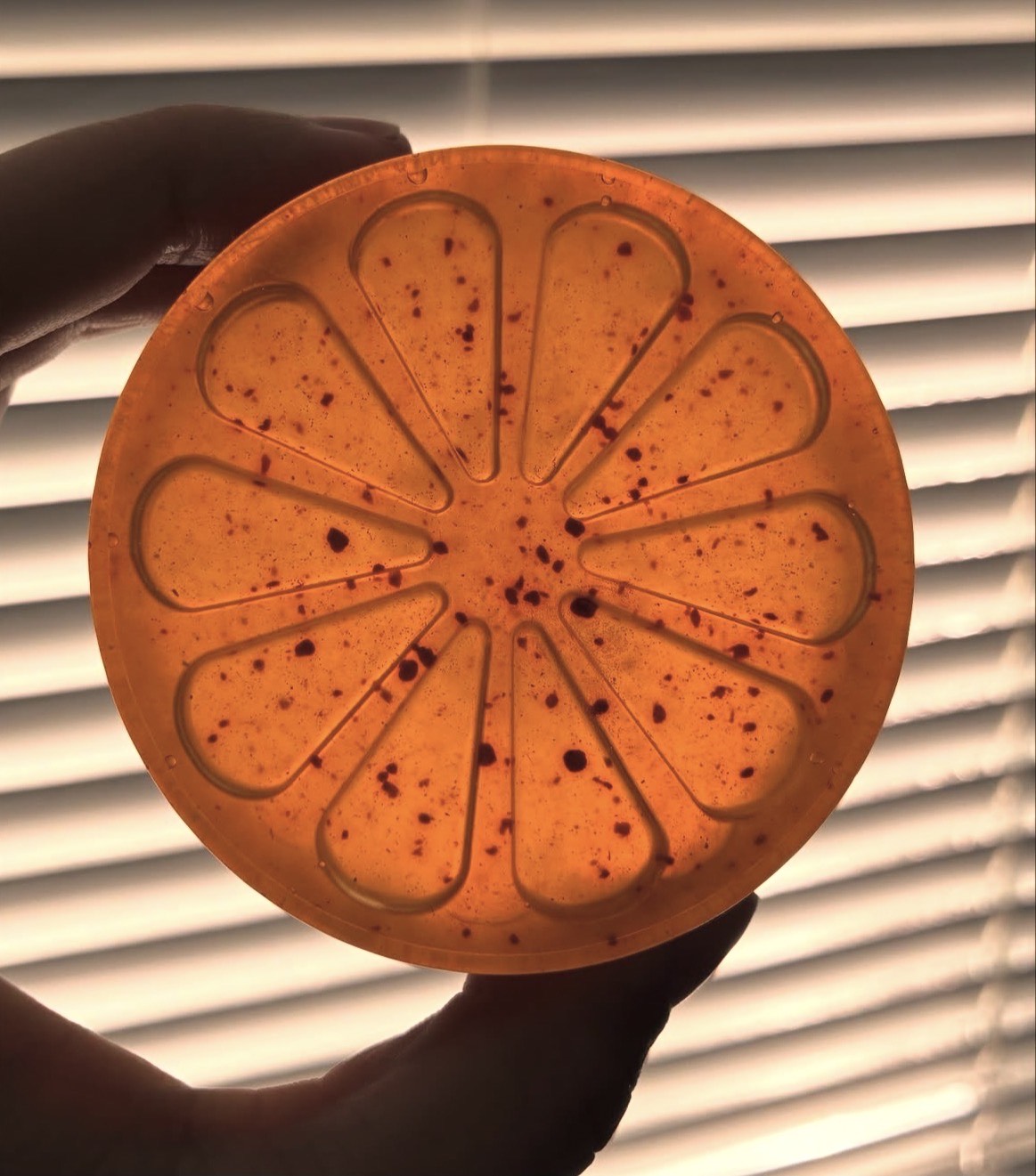 Spiced Orange Soap $6