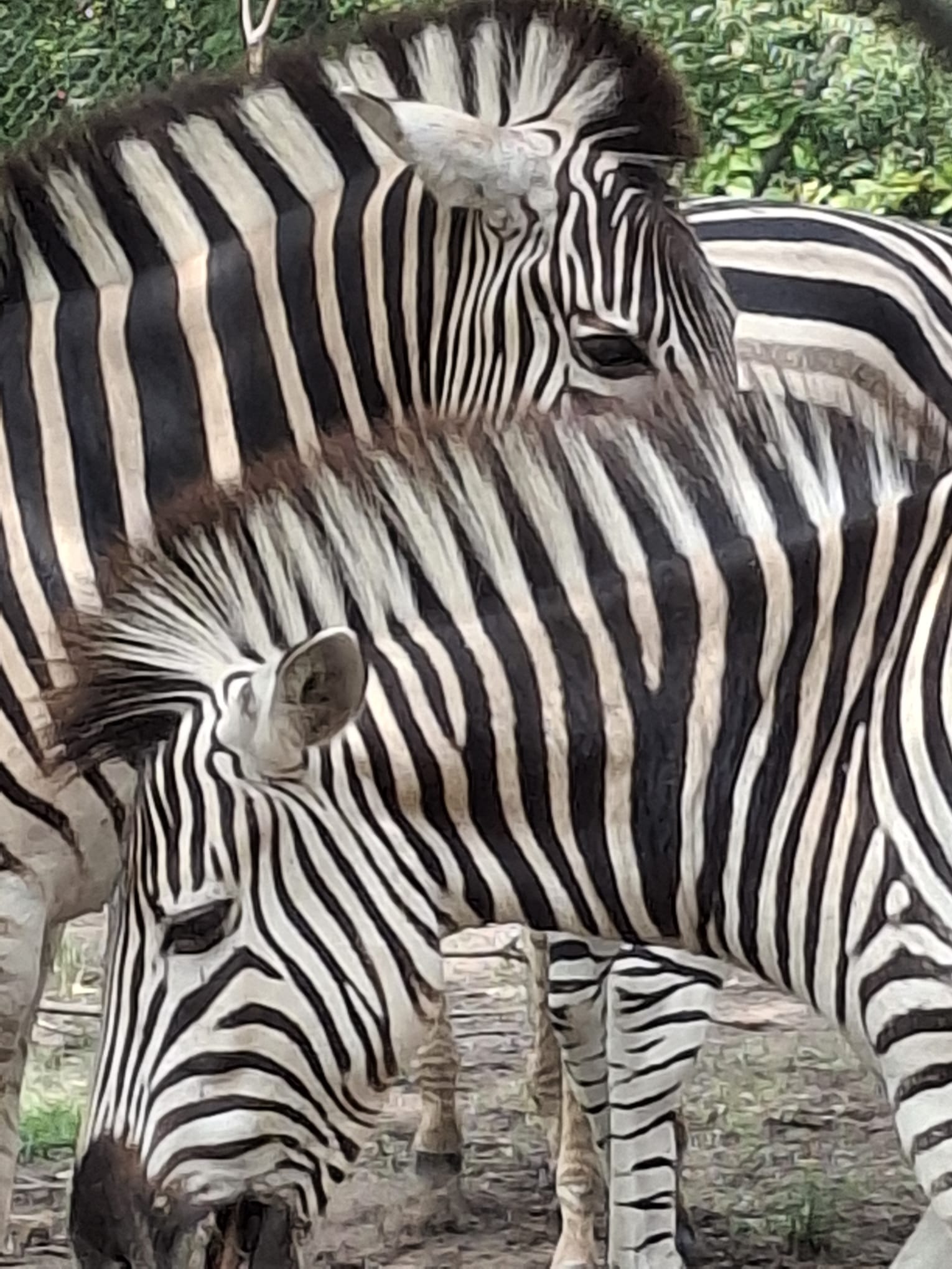  Kenya Safari 
