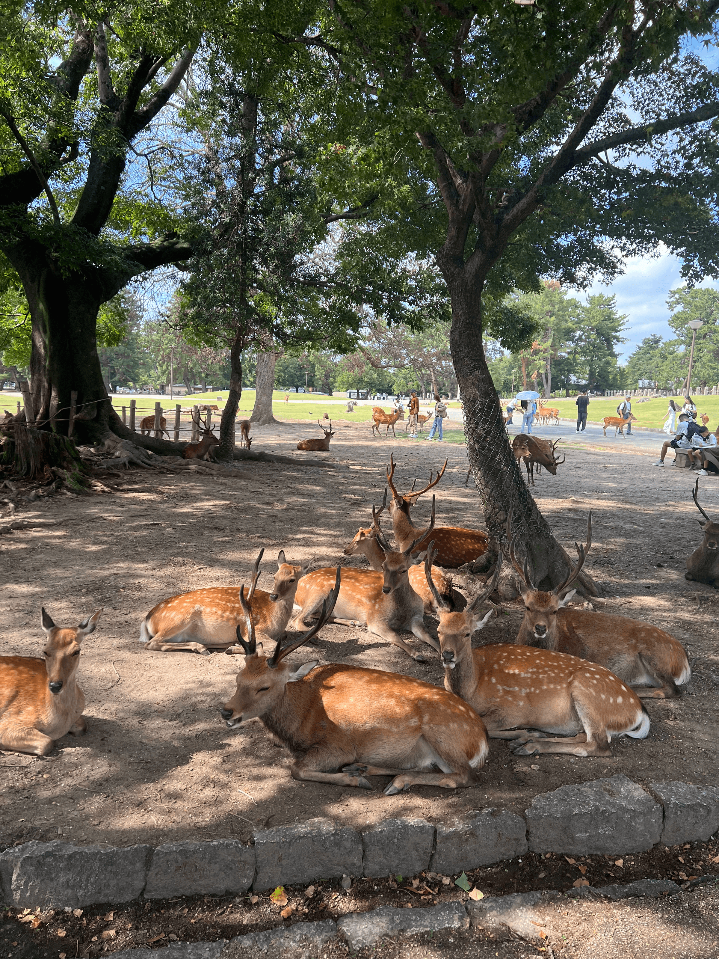 Nara Park, Japan, 2025