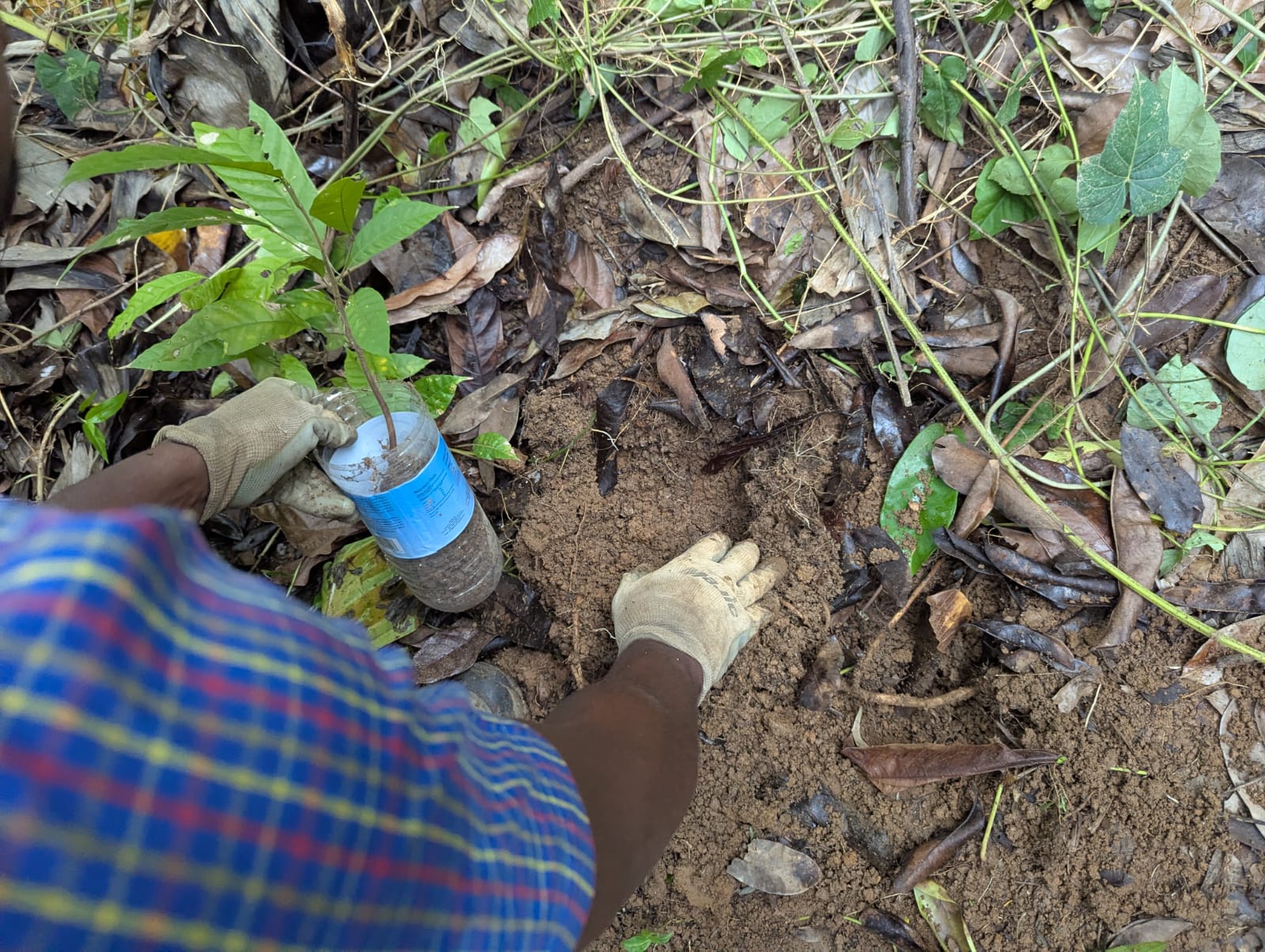 Nature Island Herbal and Wellness Teas's image