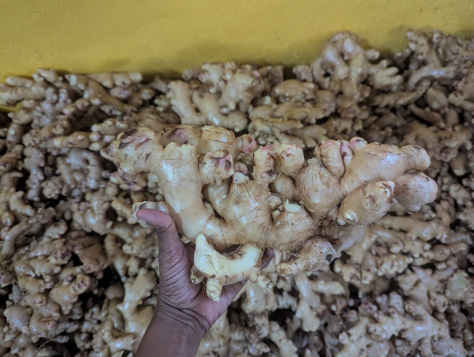 Nature Island Herbal and Wellness Teas's image