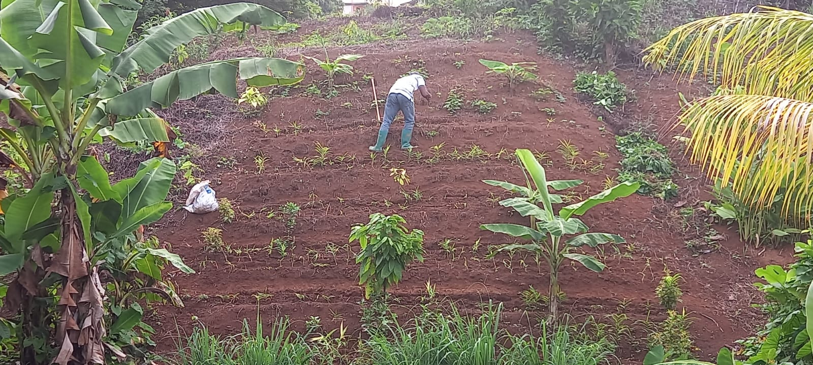 Nature Island Herbal and Wellness Teas's image