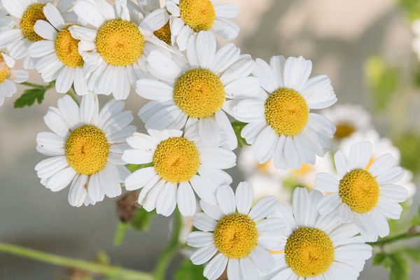 Ecogifts 1001's image