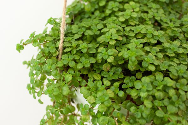 Ecogifts 1001's image