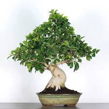 Ecogifts 1001's image