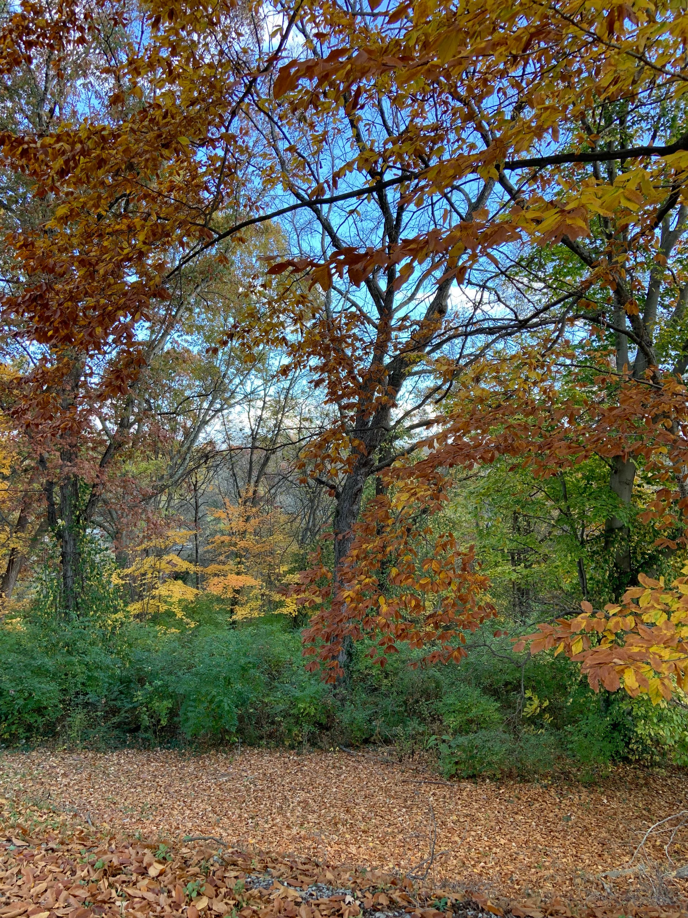 wooded back yard with golden oaks in the fall