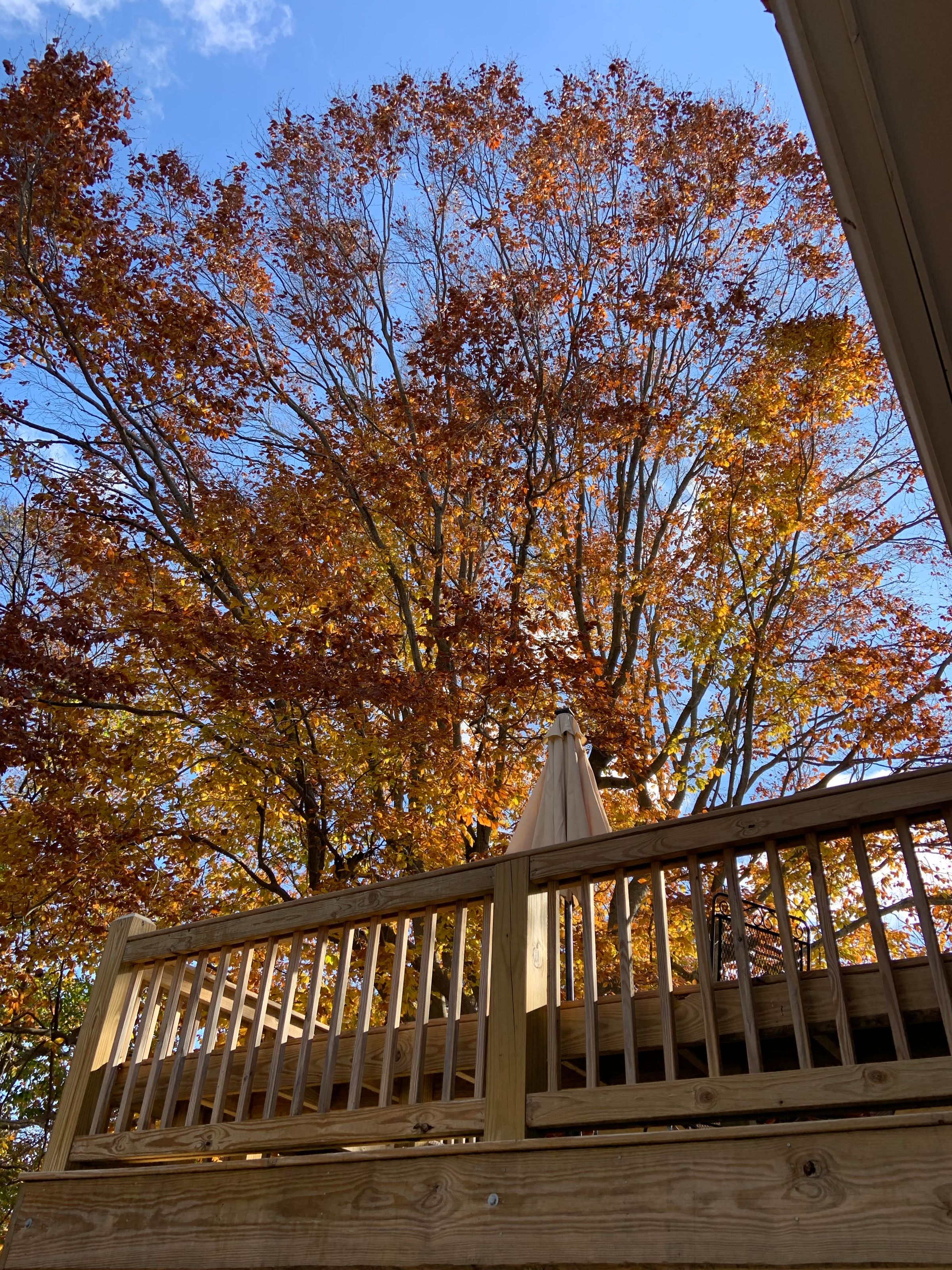 beautiful golden oak above deck in the fall