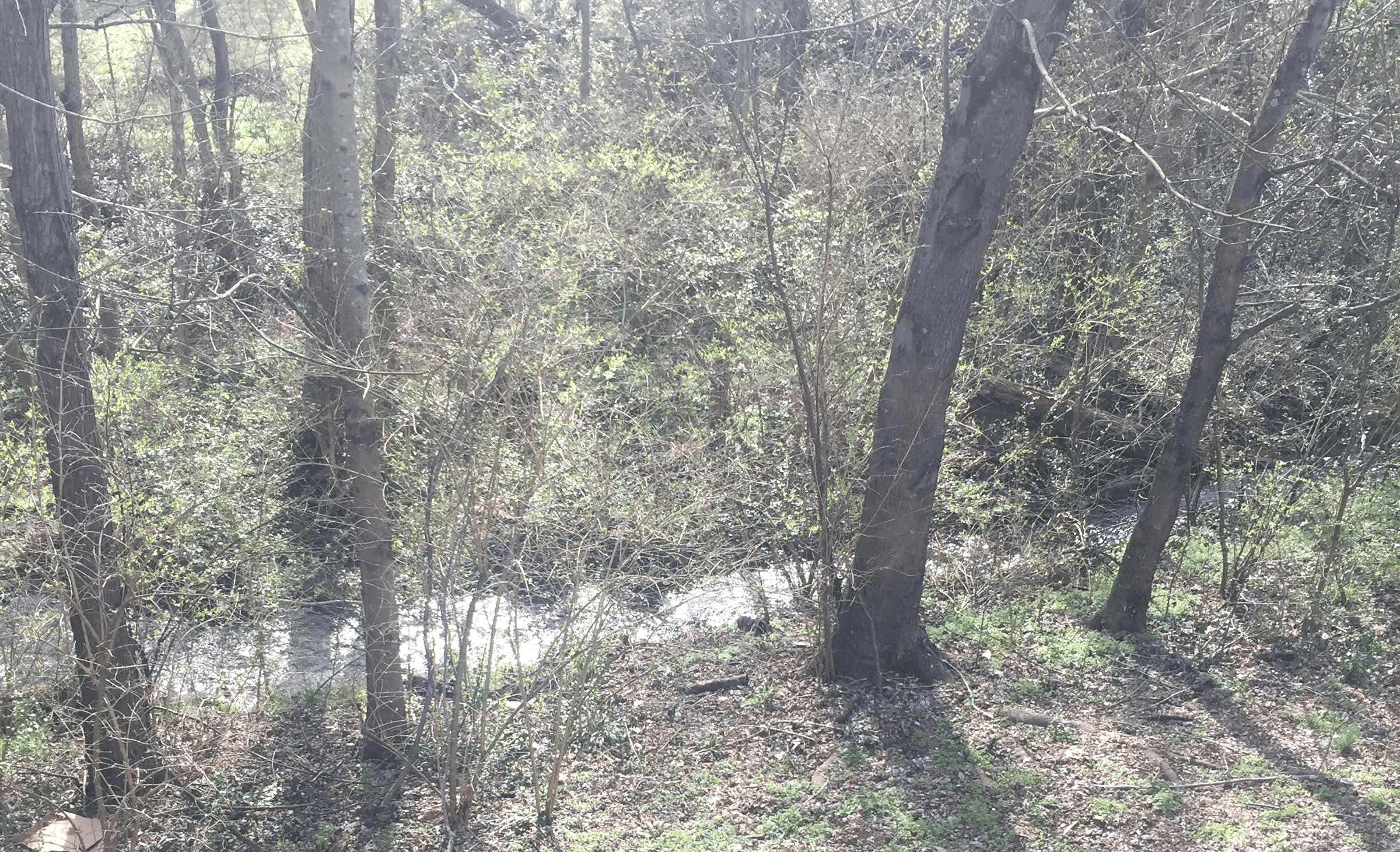 small creek in back of property