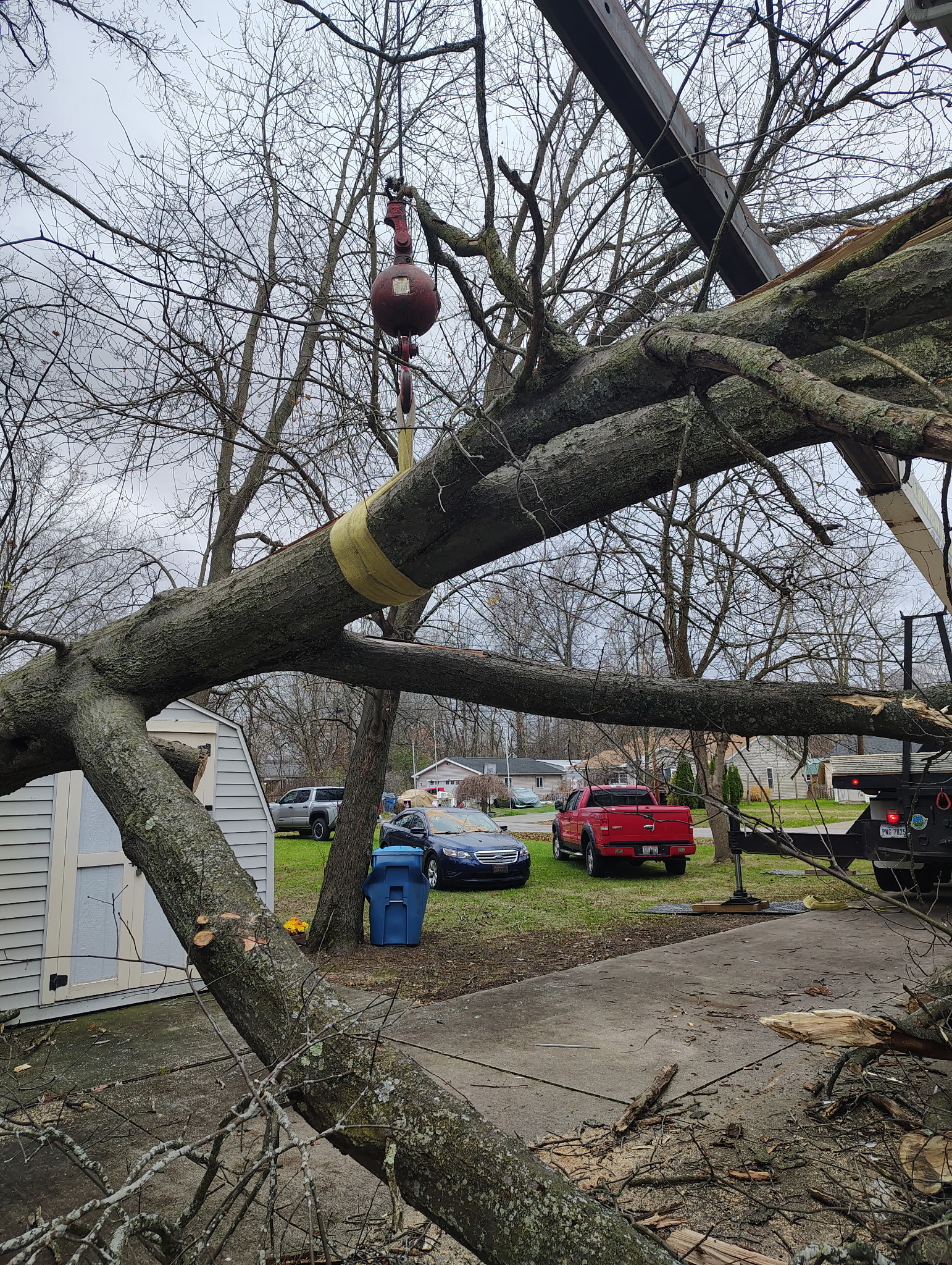 Lavish Tree Services's image