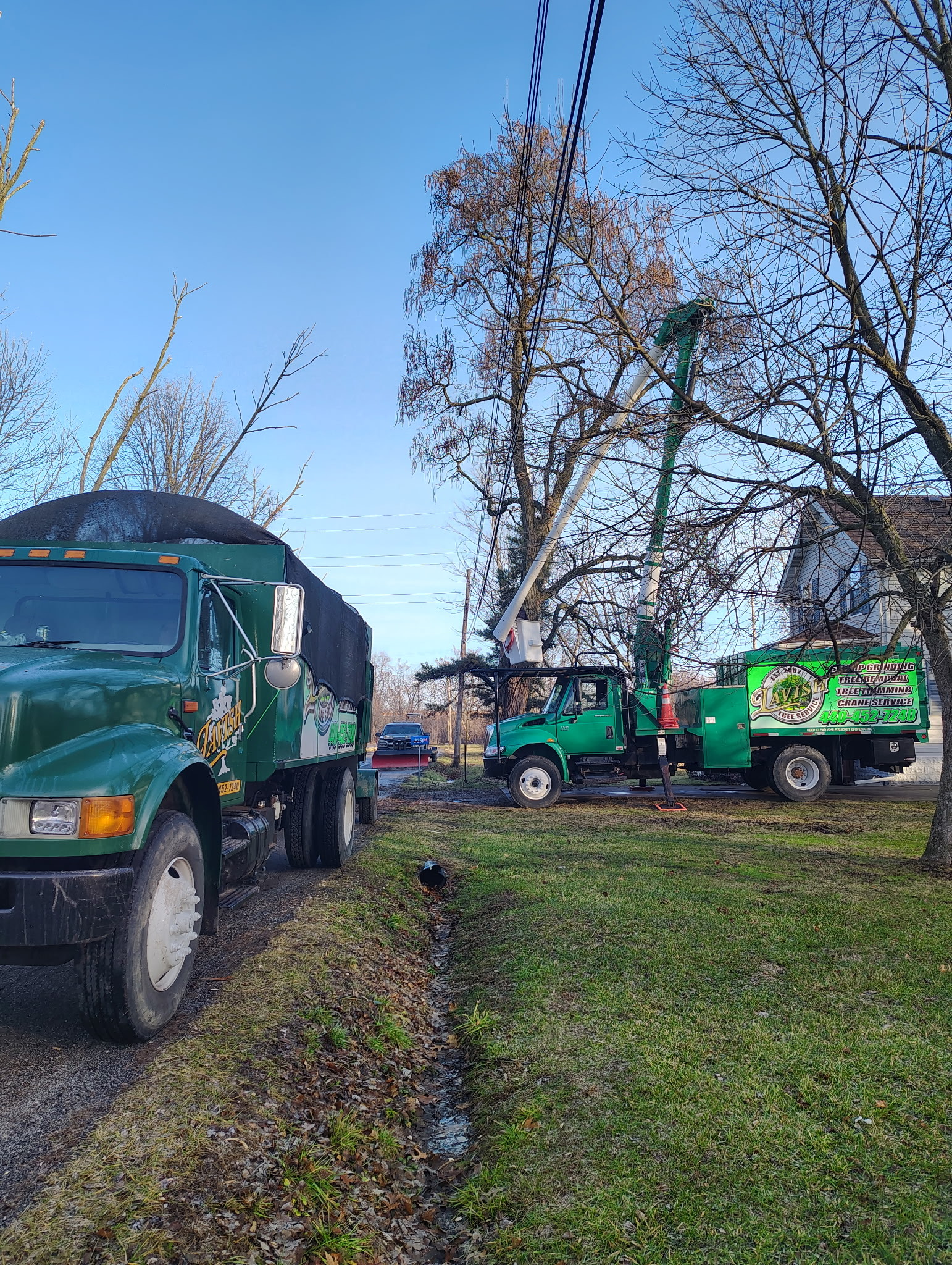 Lavish Tree Services's image