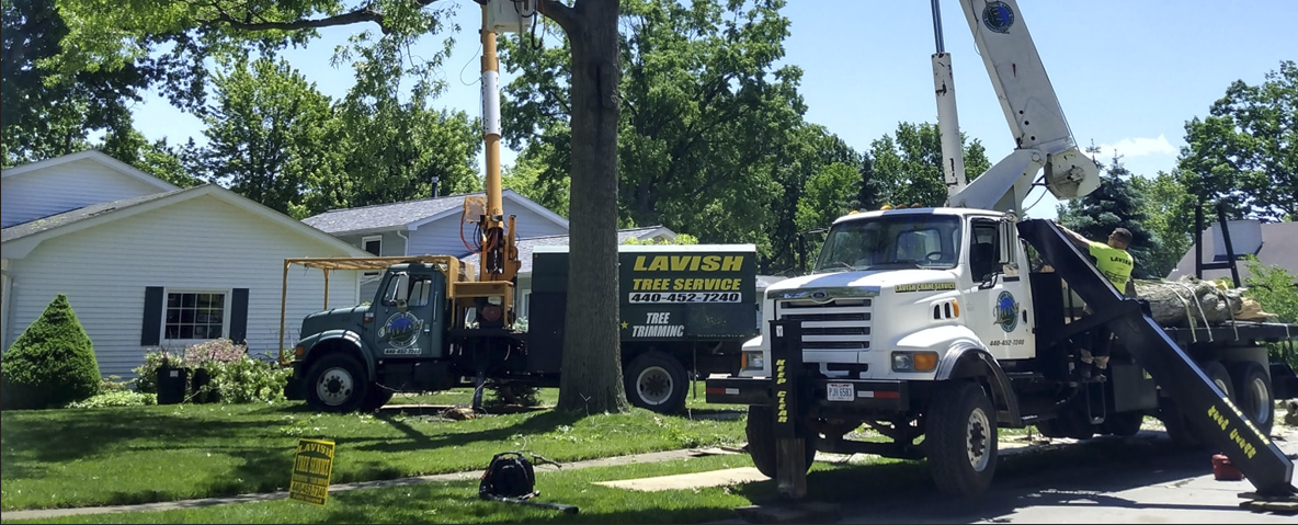 Lavish Tree Services's image